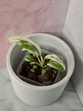 Rhaphidophora Puberula Variegata #4