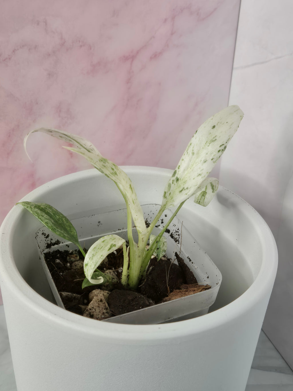 Rhaphidophora Puberula Variegata #6
