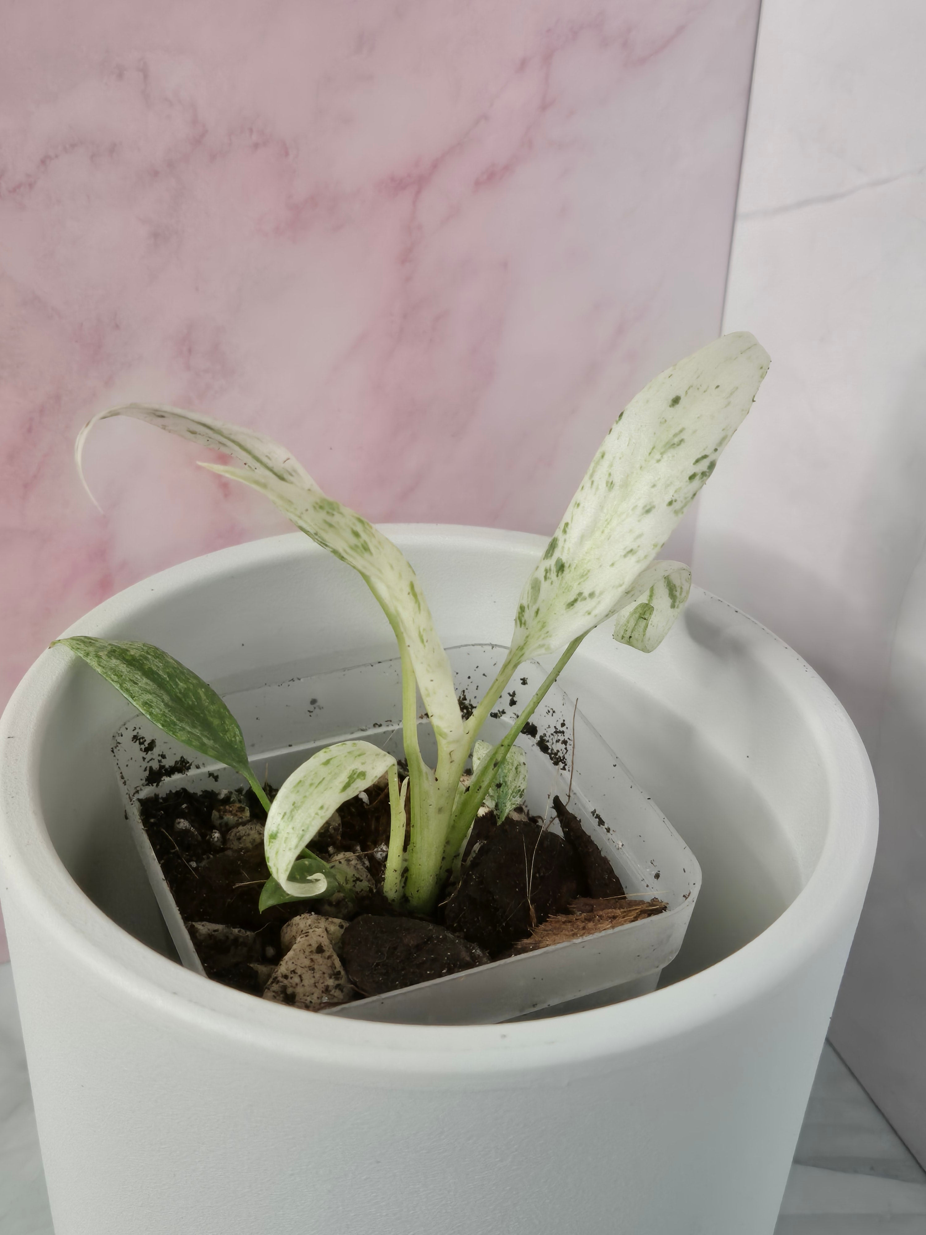 Rhaphidophora Puberula Variegata #6