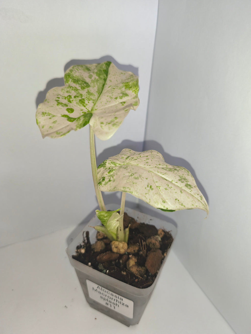 Alocasia Macrorrhiza splash #11
