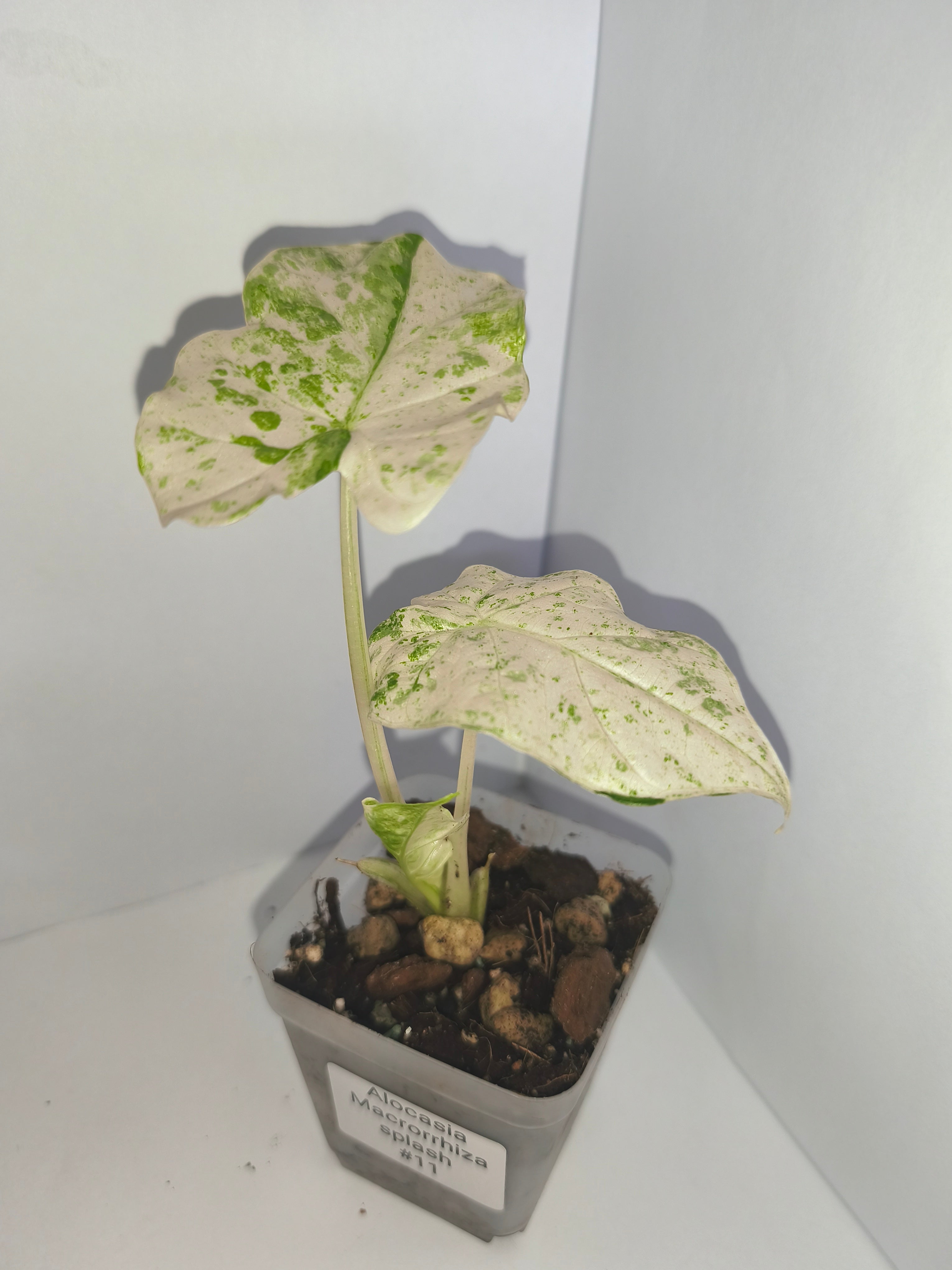 Alocasia Macrorrhiza splash #11
