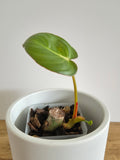 Philodendron McDowell #2