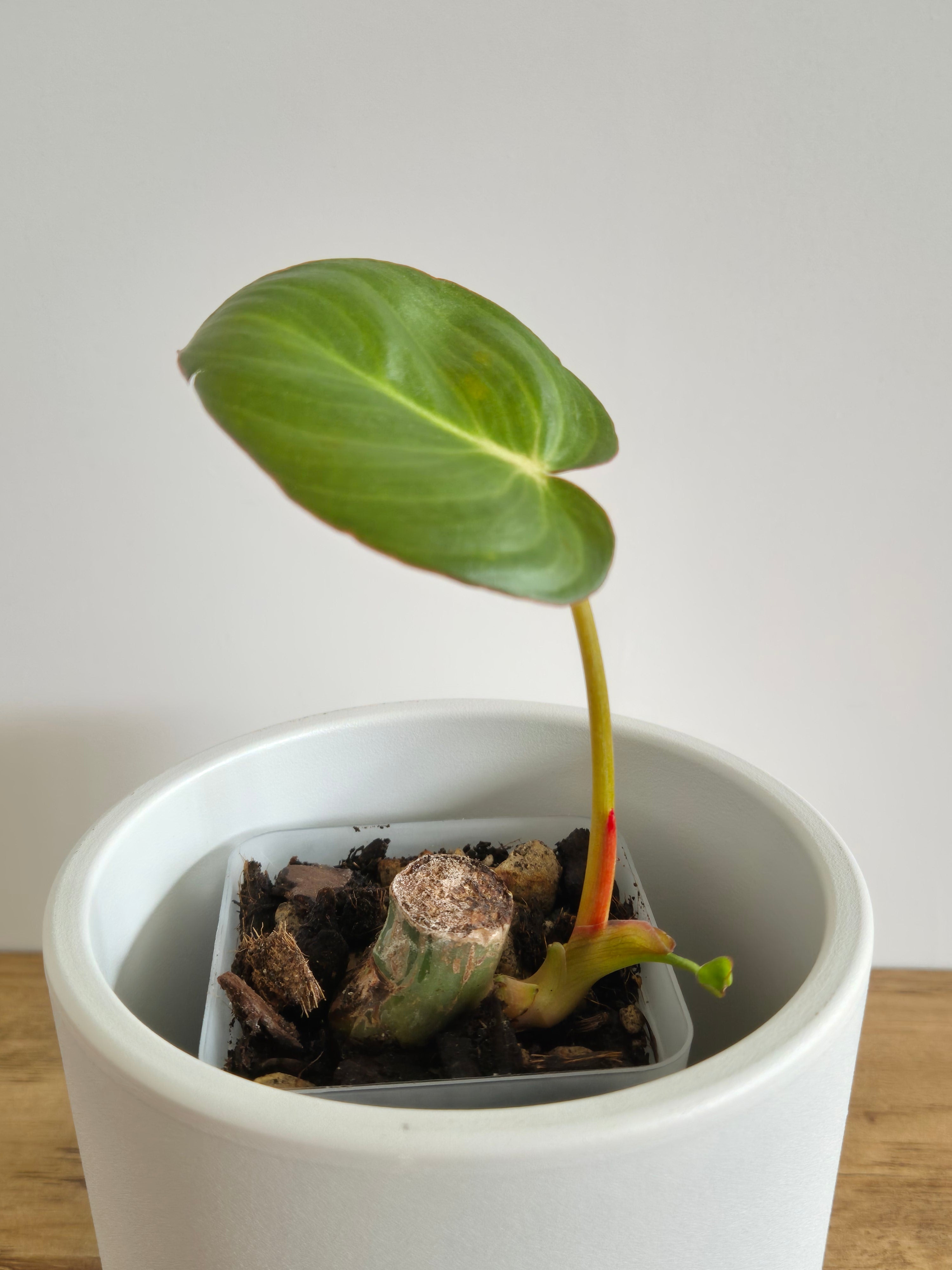 Philodendron McDowell #2