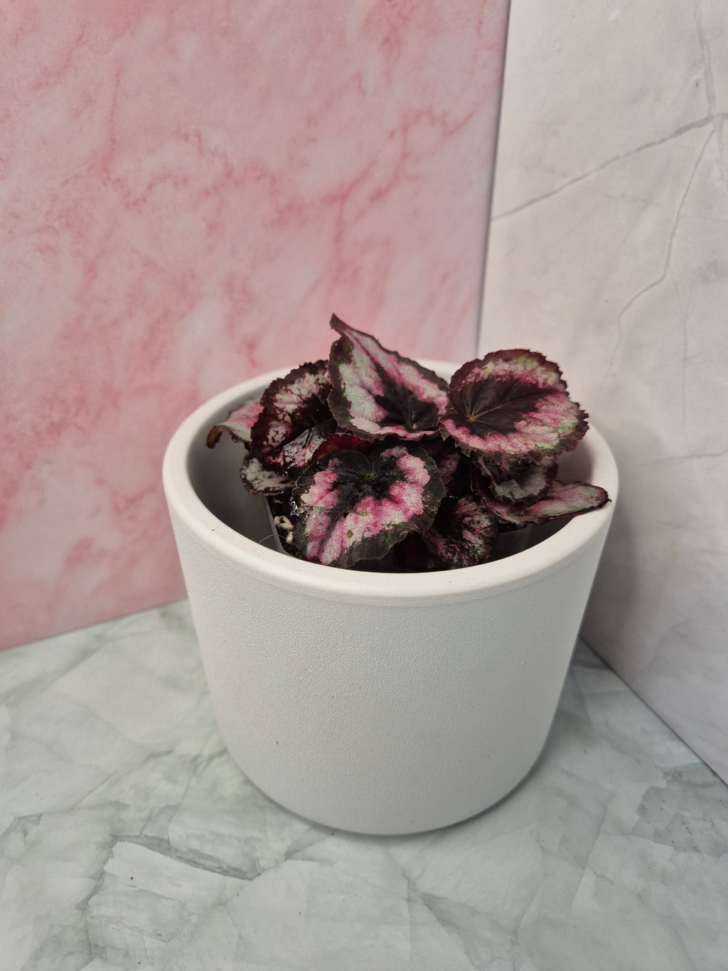 Begonia Red Heart #2