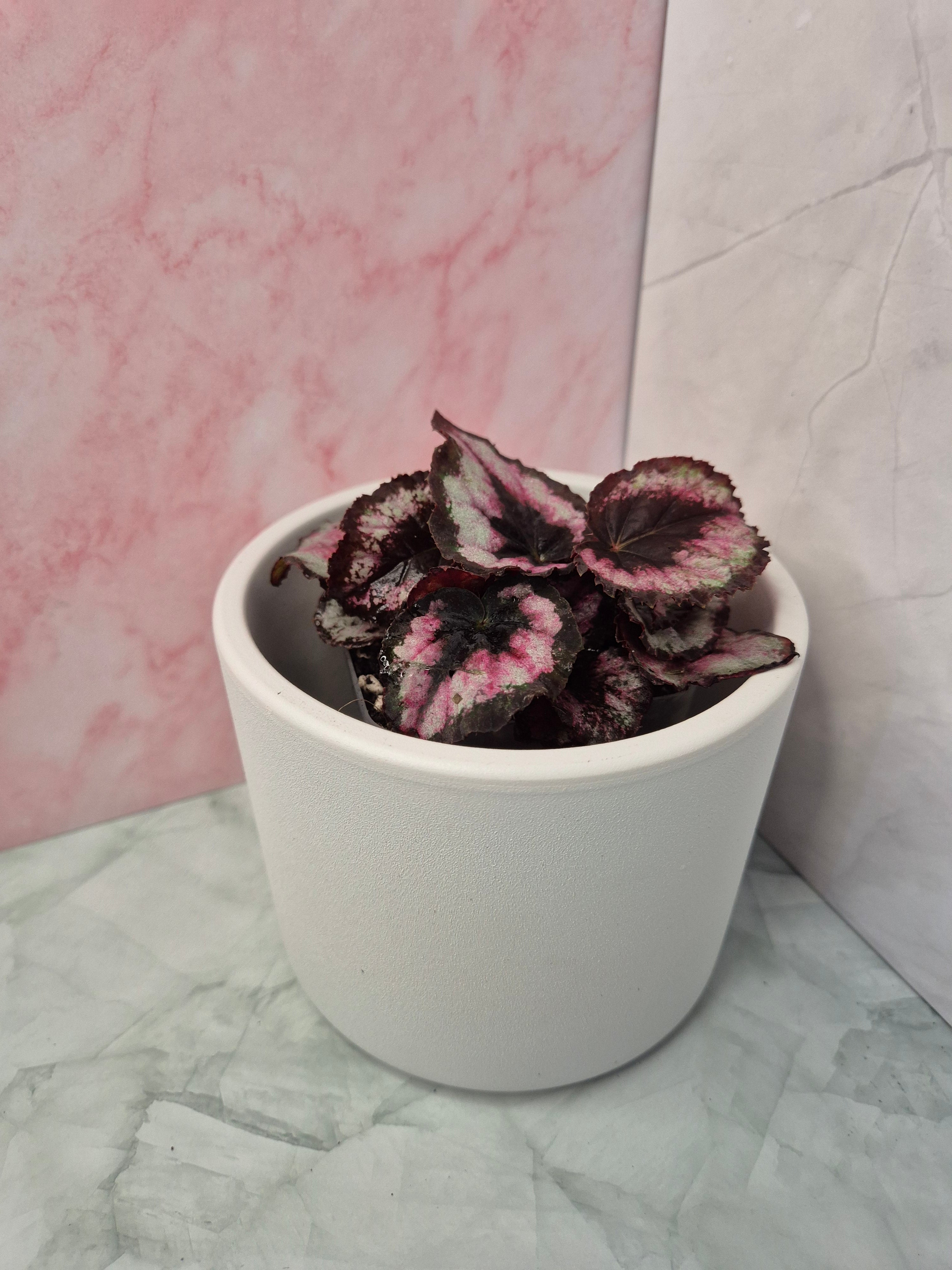 Begonia Red Heart #2