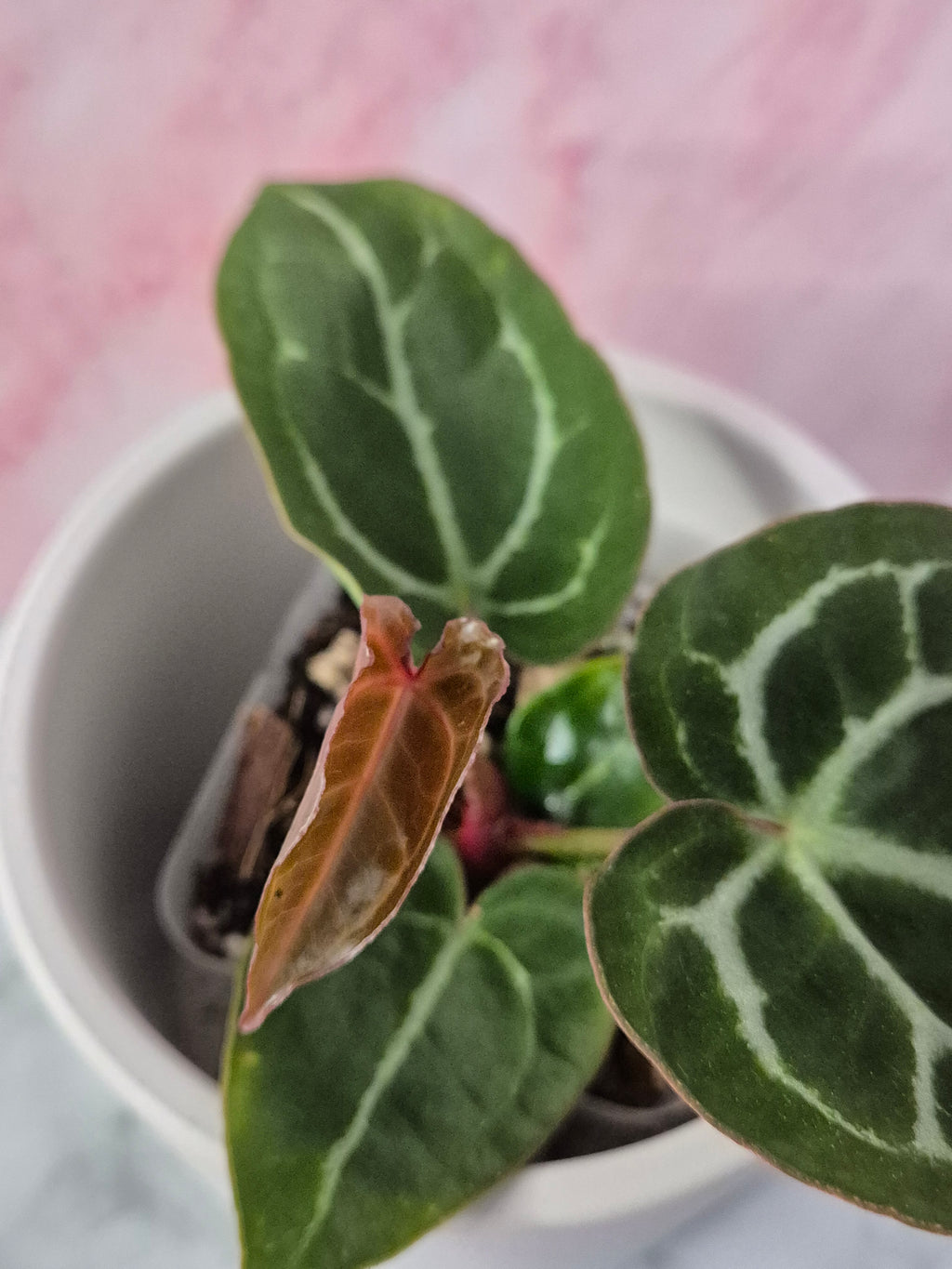 Anthurium Crystallinum x Magnificum #3