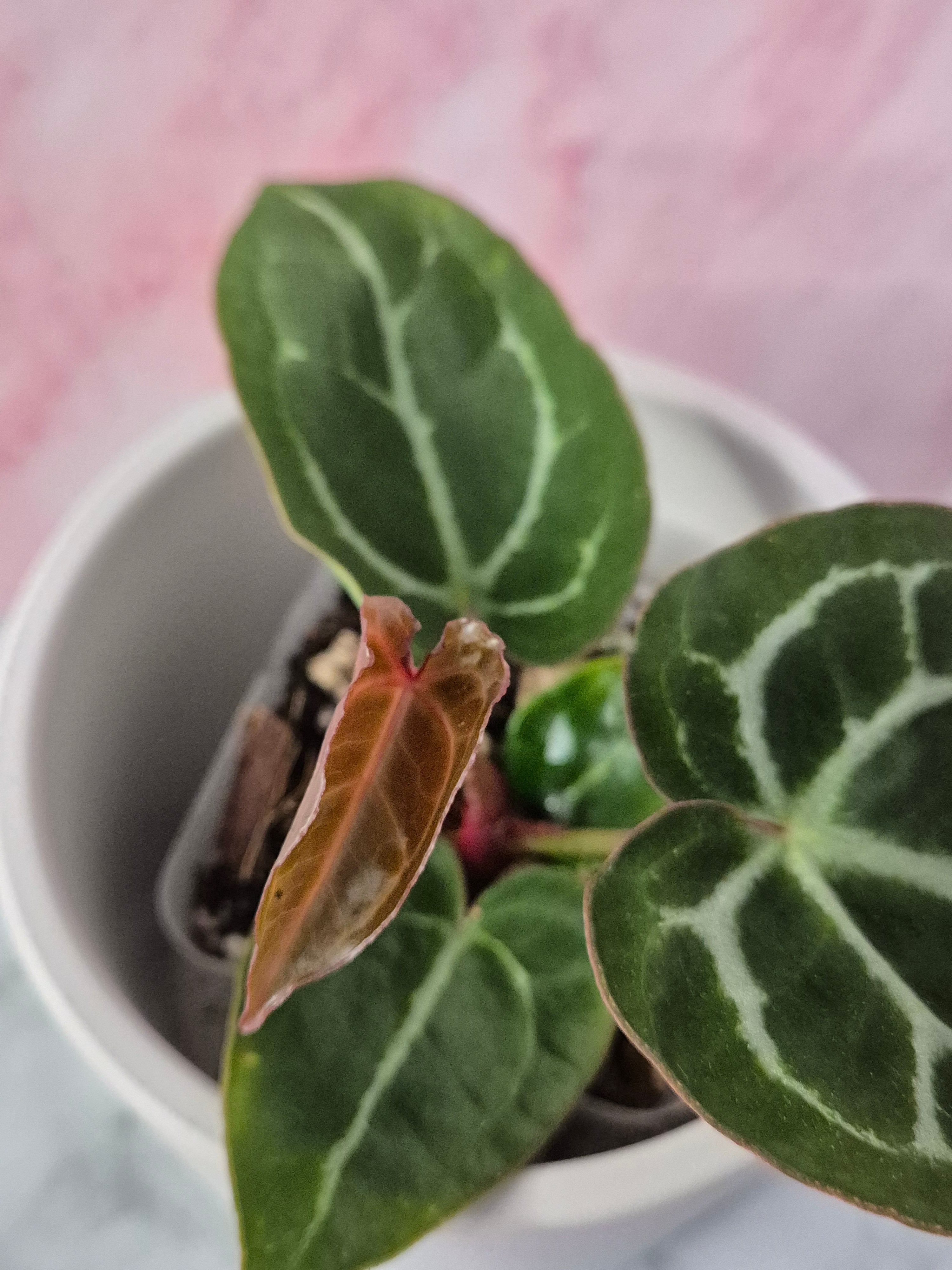 Anthurium Crystallinum x Magnificum #3