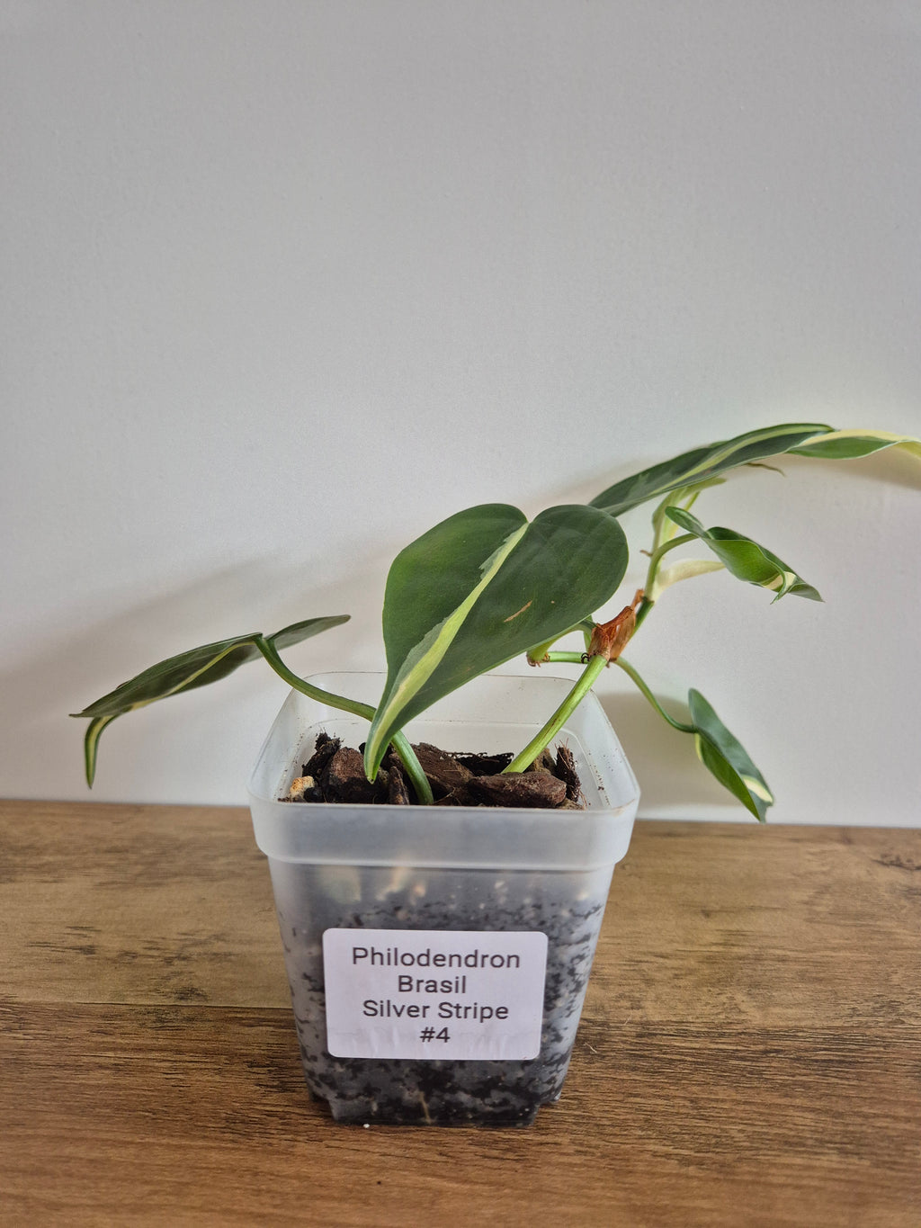 Philodendron Brasil Silver Stripe #4