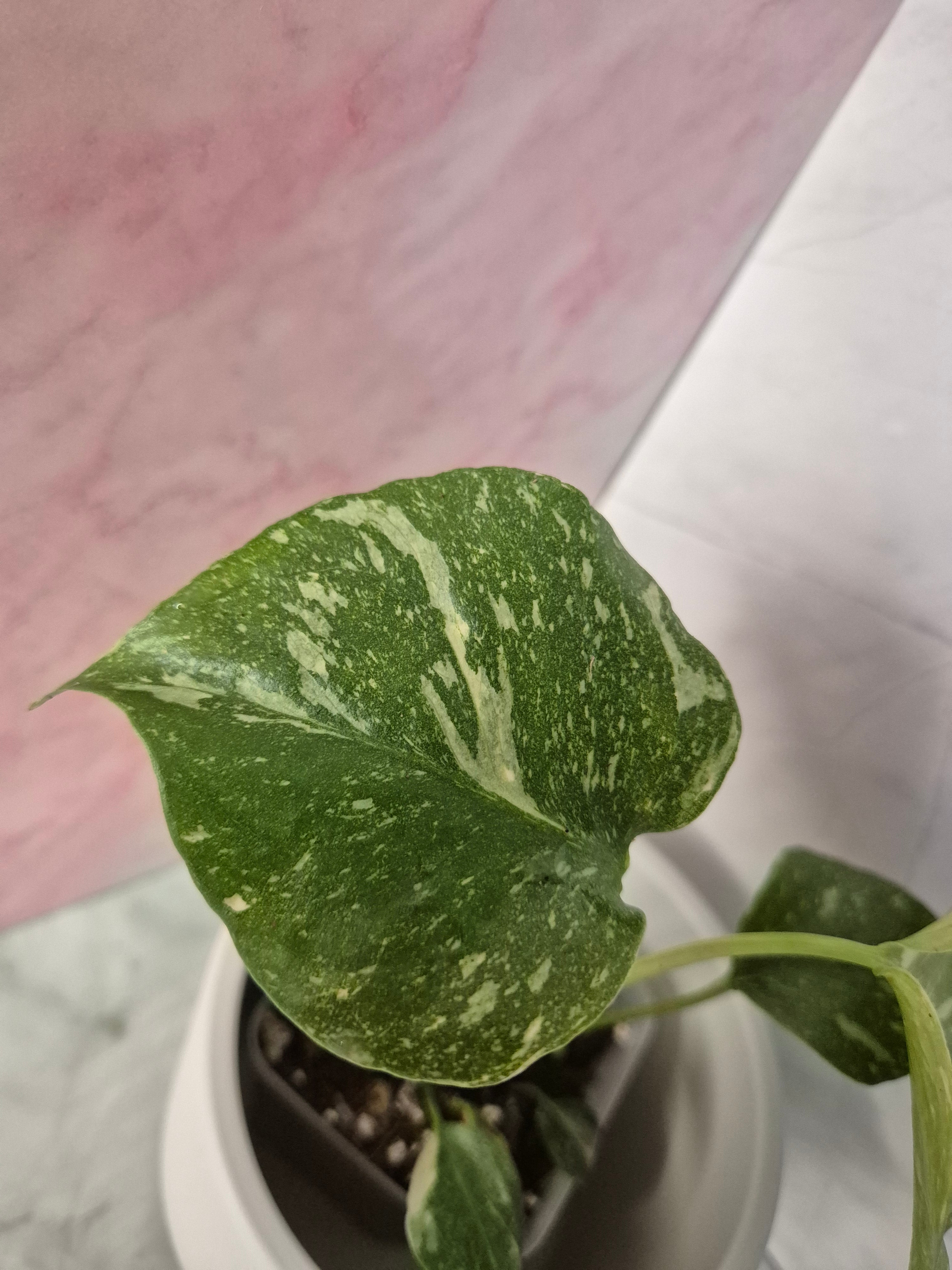 Monstera Thai Constellation #3