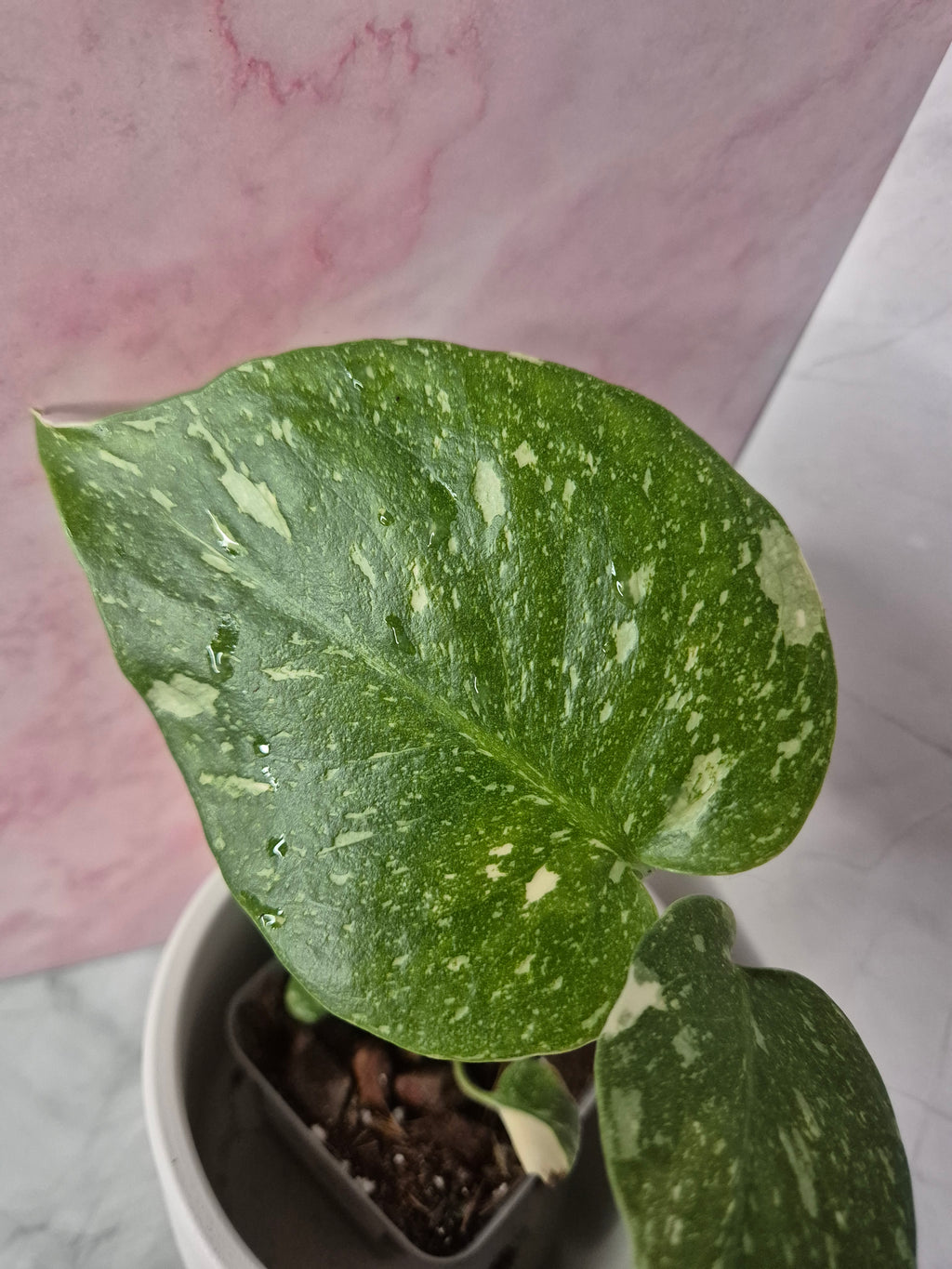 Monstera Thai Constellation #12