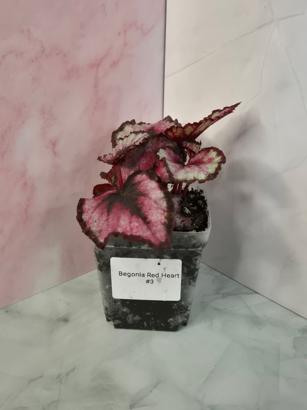 Begonia Red Heart #3