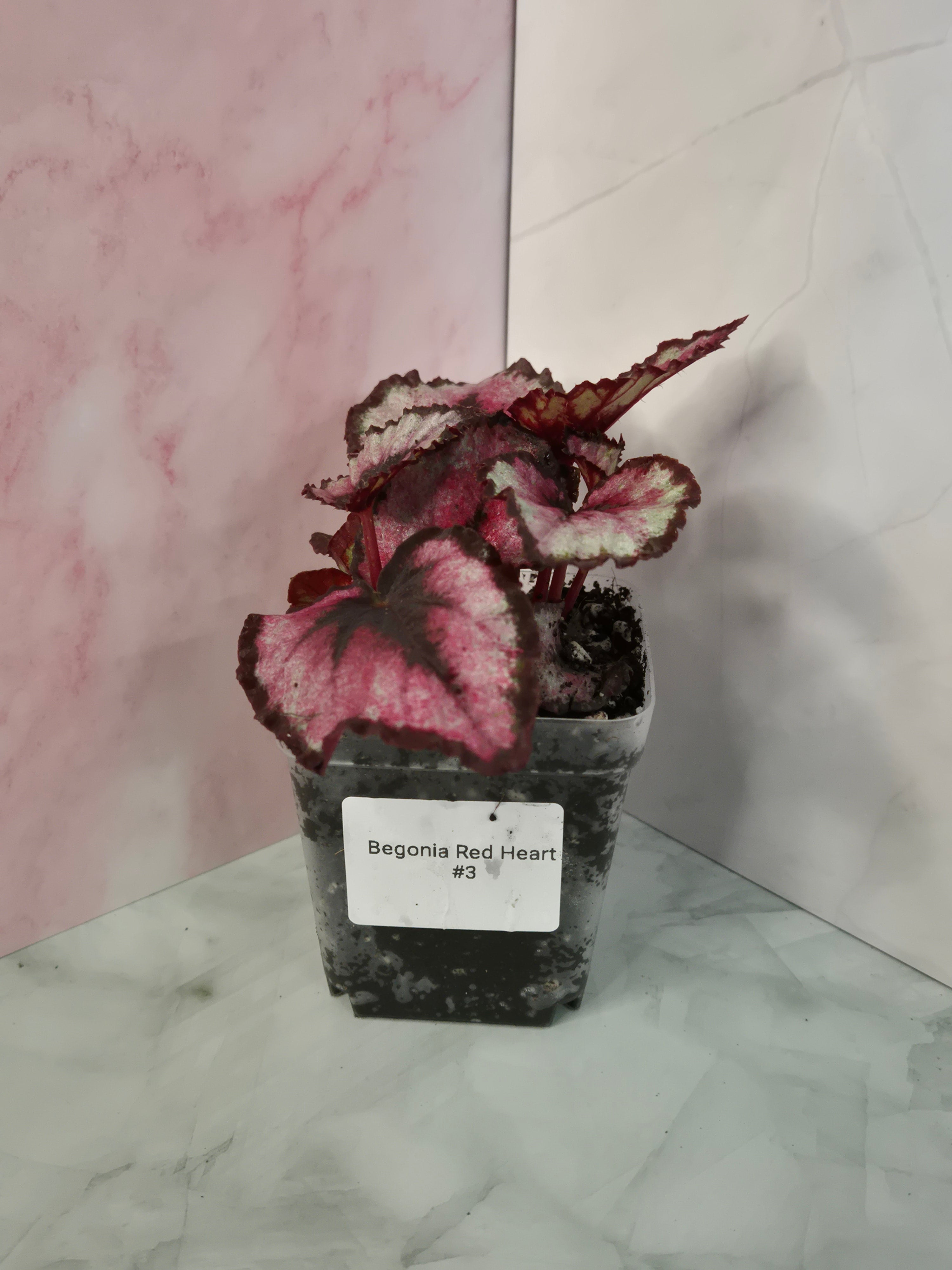Begonia Red Heart #3