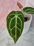 Anthurium Crystallinum x Magnificum #1