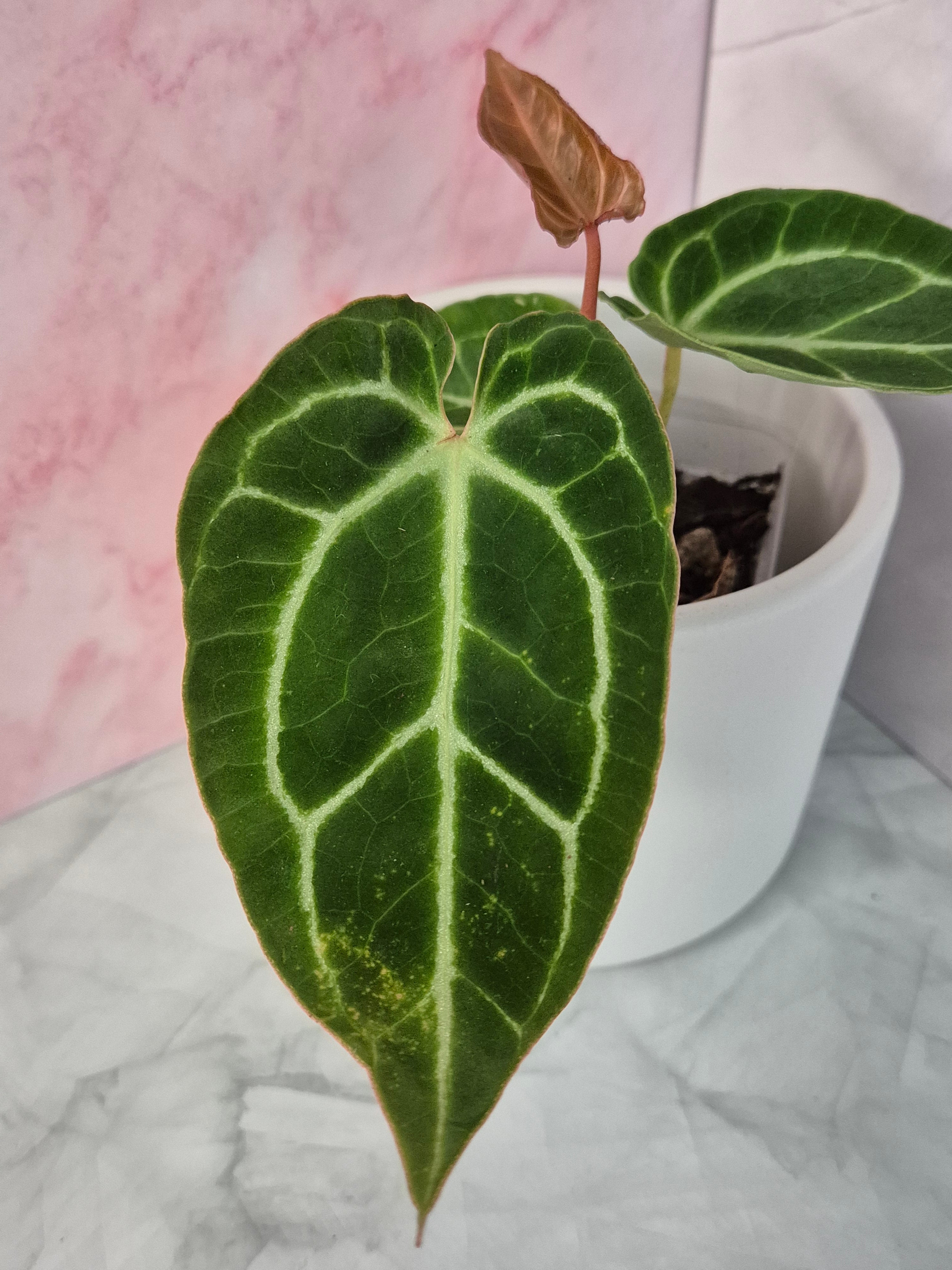 Anthurium Crystallinum x Magnificum #1