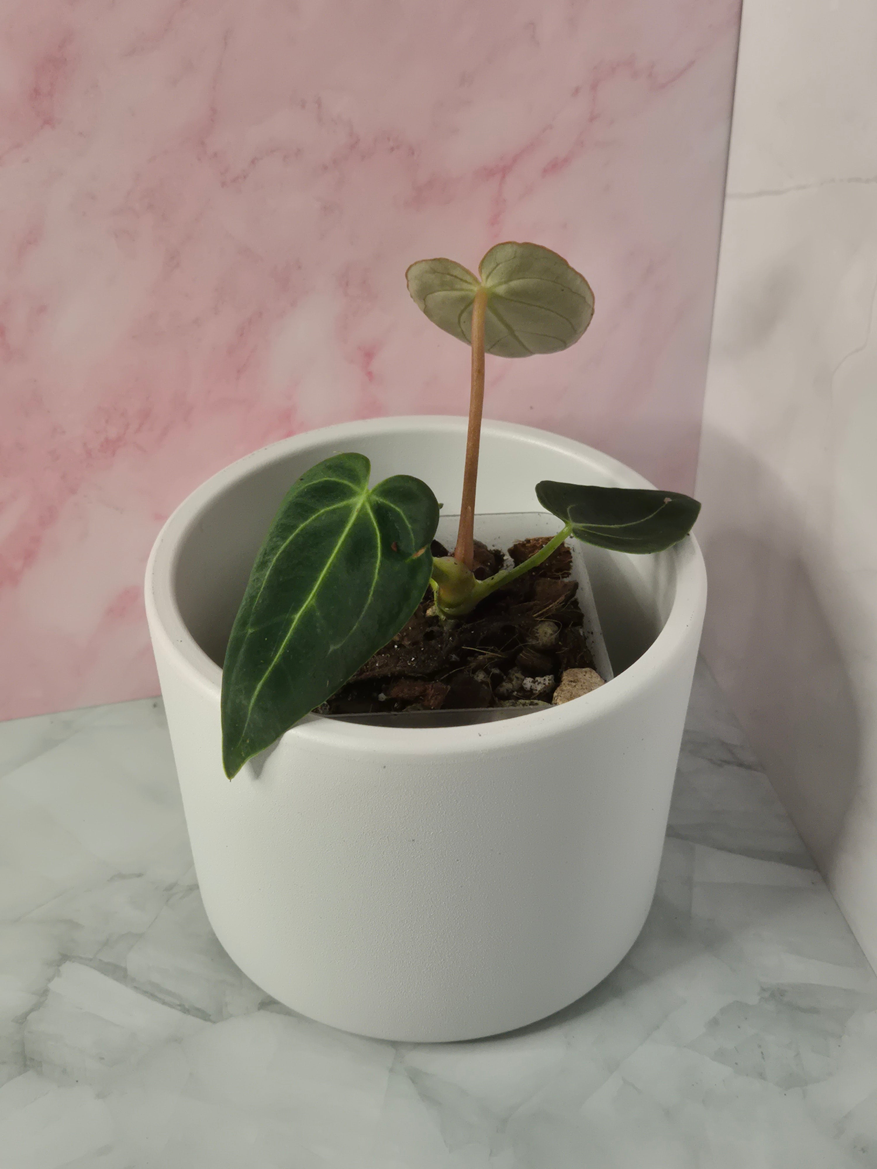 Anthurium Regale #9