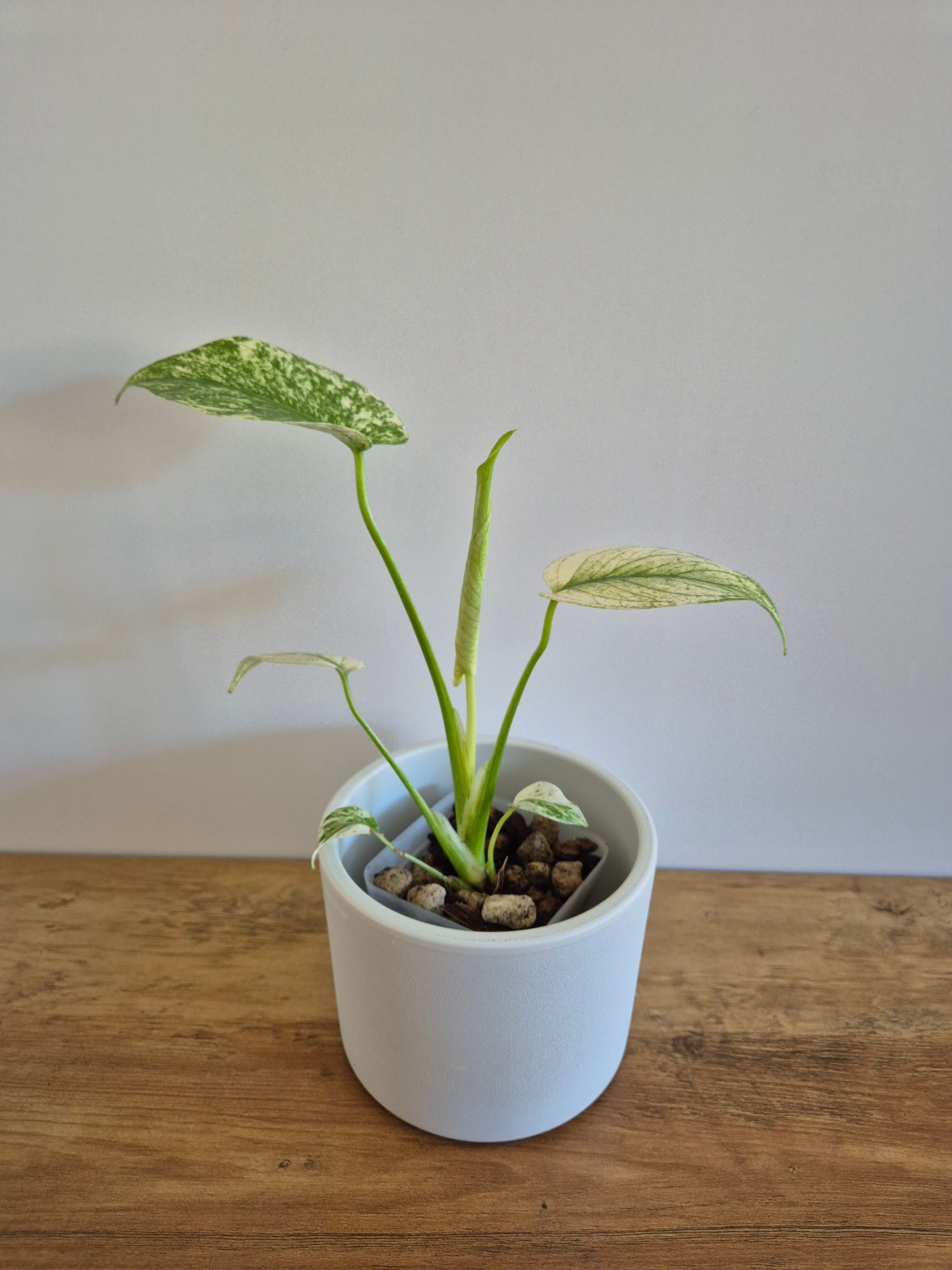 Monstera mint #1