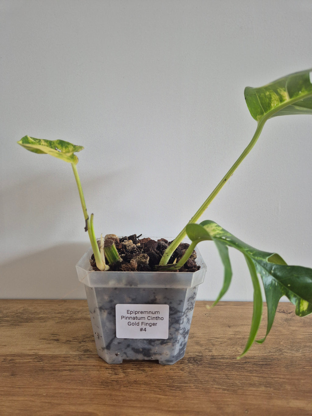 Epipremnum Pinnatum Cintho Goldfinger #4
