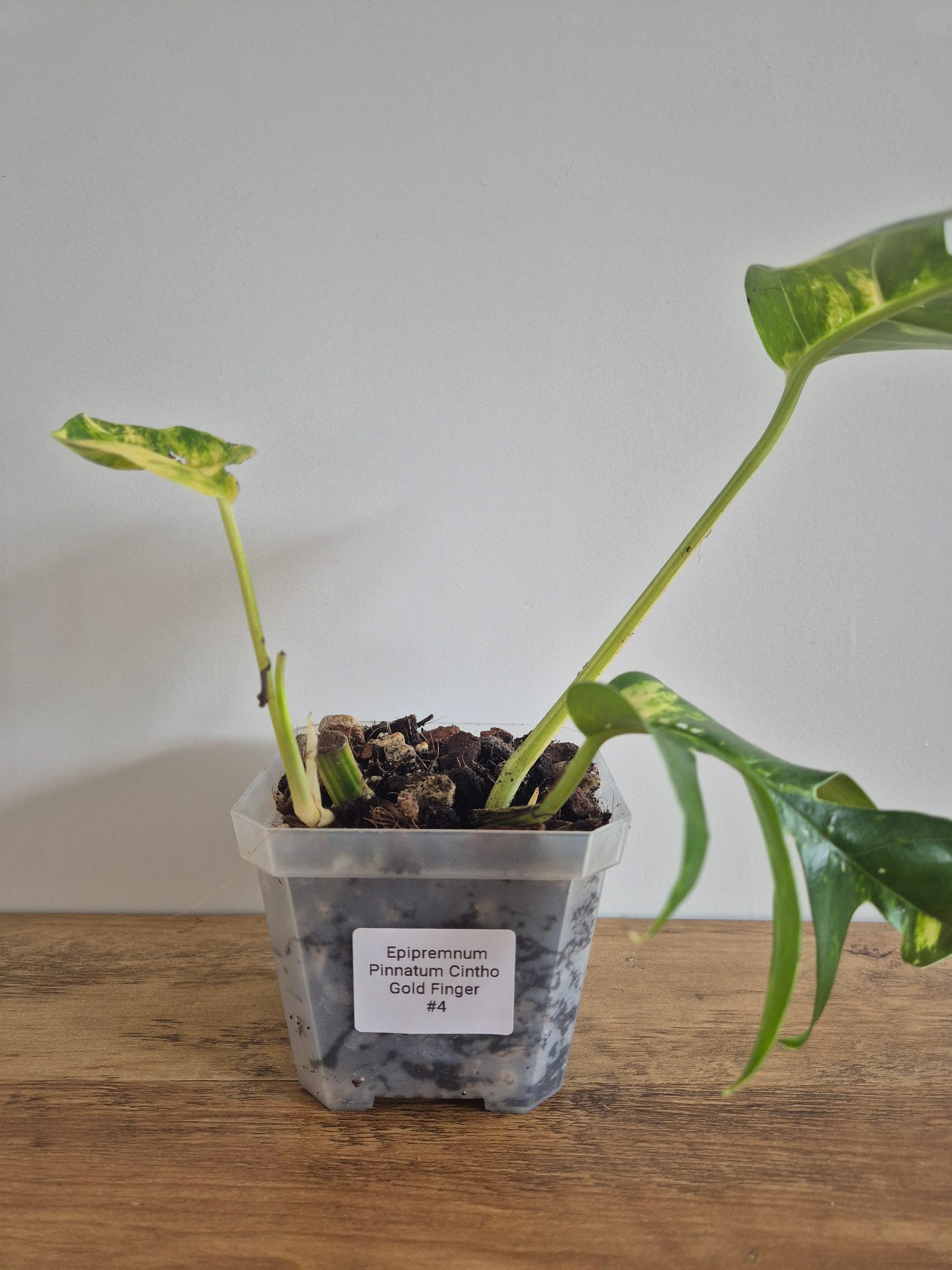 Epipremnum Pinnatum Cintho Goldfinger #4