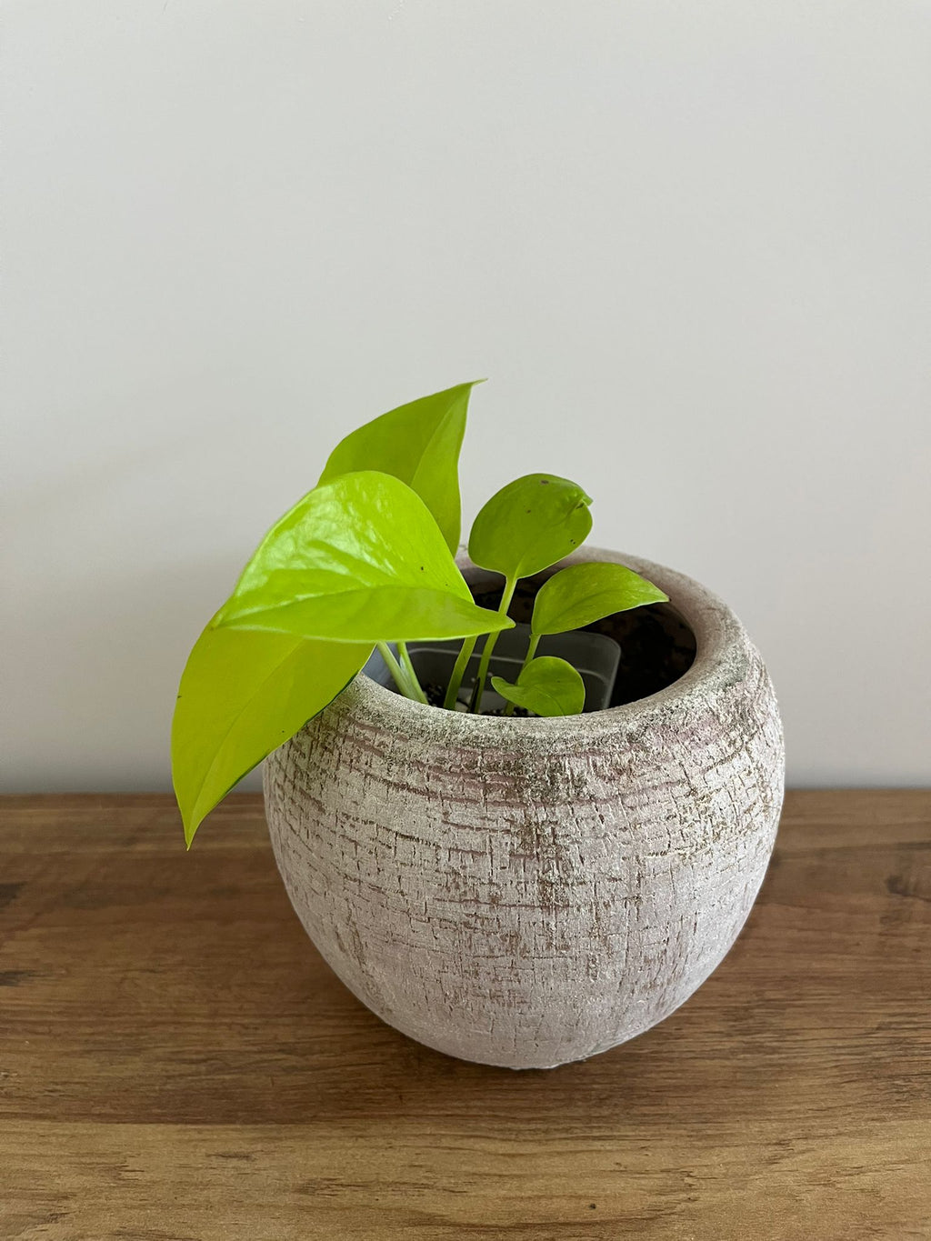 Epipremnum aureum Neon #3