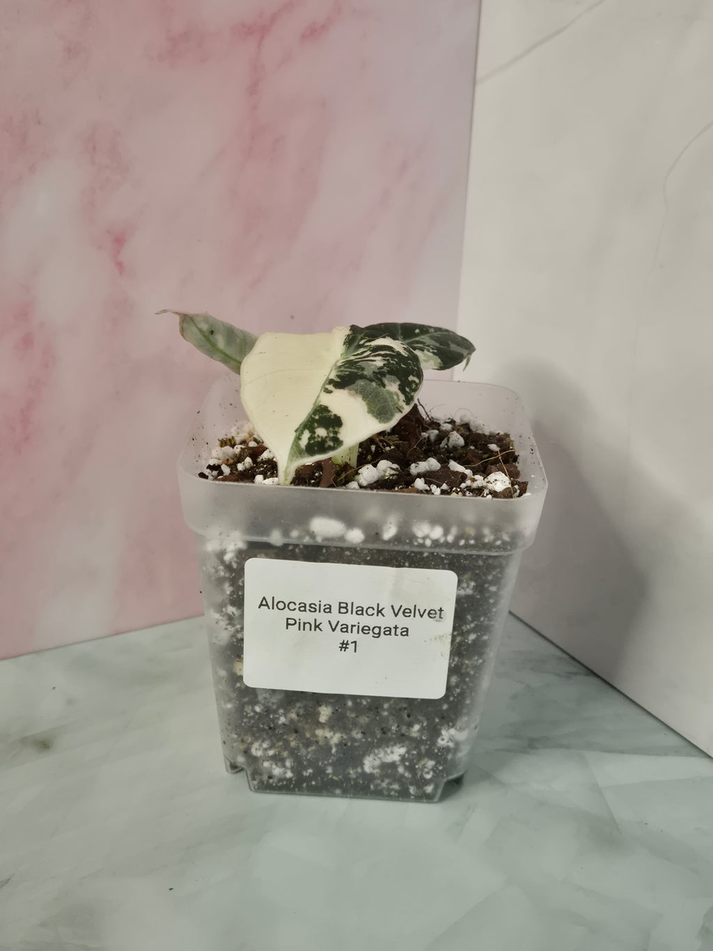 Alocasia Black Velvet Pink Variegata #1