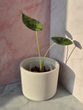 Alocasia Dragon Scale Mint #8