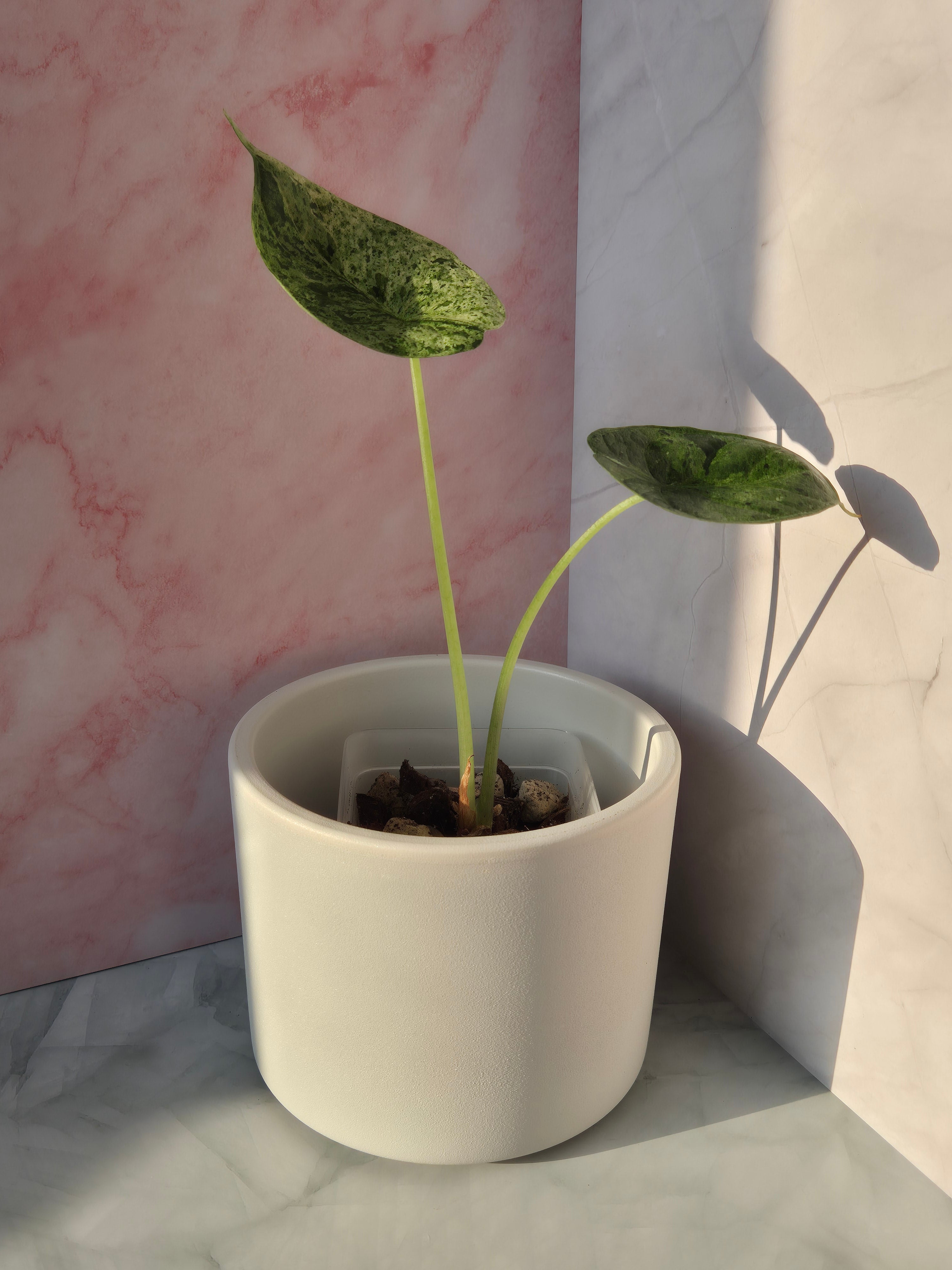 Alocasia Dragon Scale Mint #8