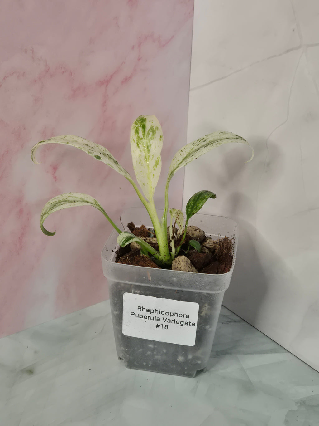 Rhaphidophora Puberula Variegata #18