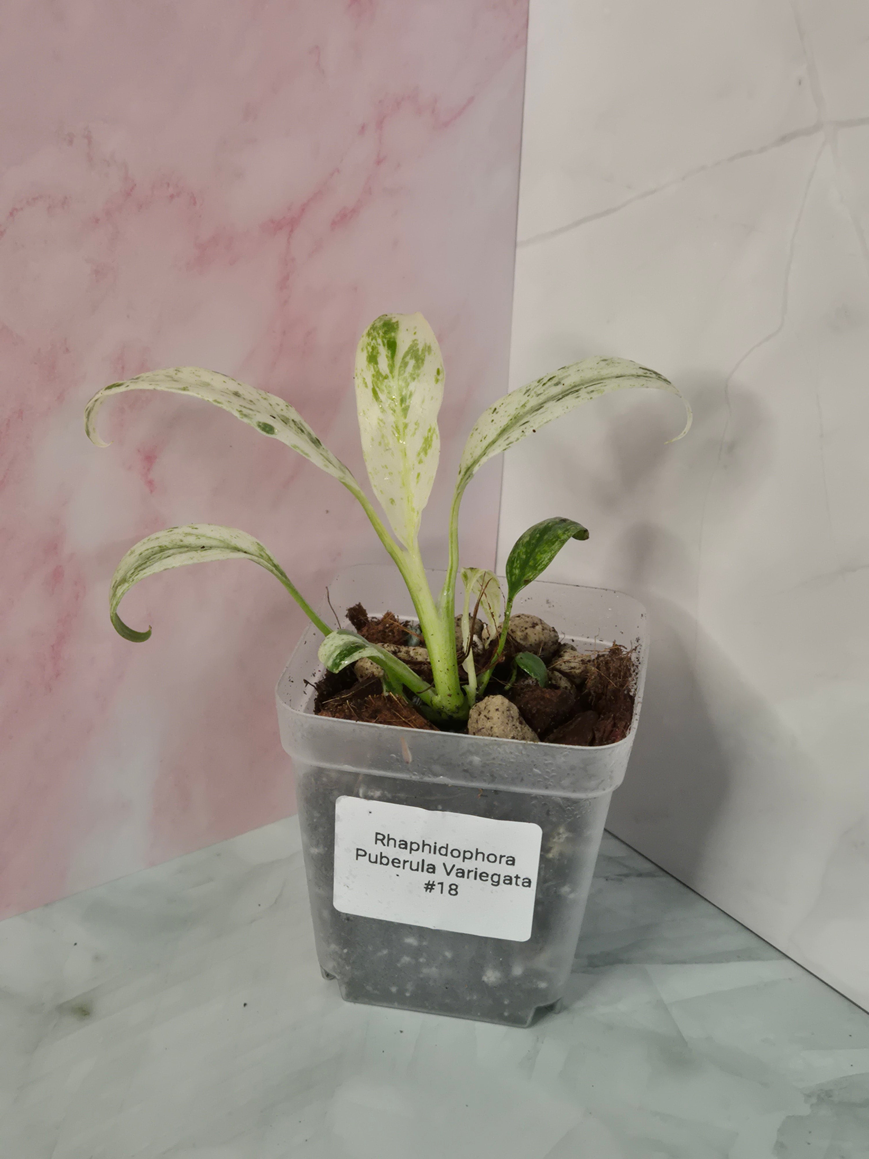 Rhaphidophora Puberula Variegata #18
