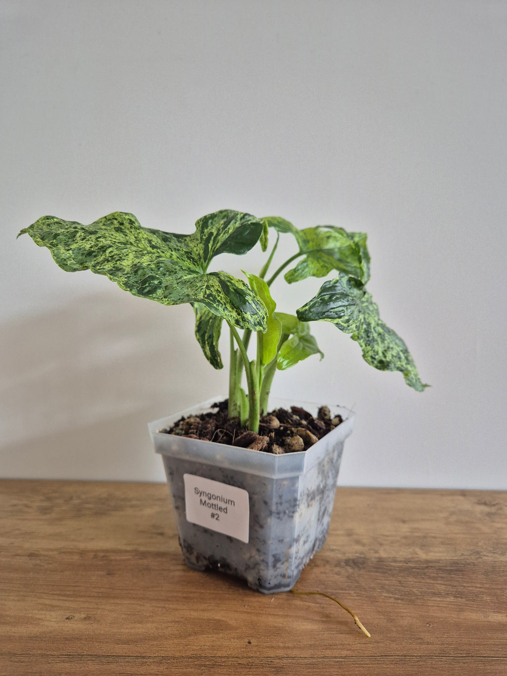 Syngonium Mottled #2