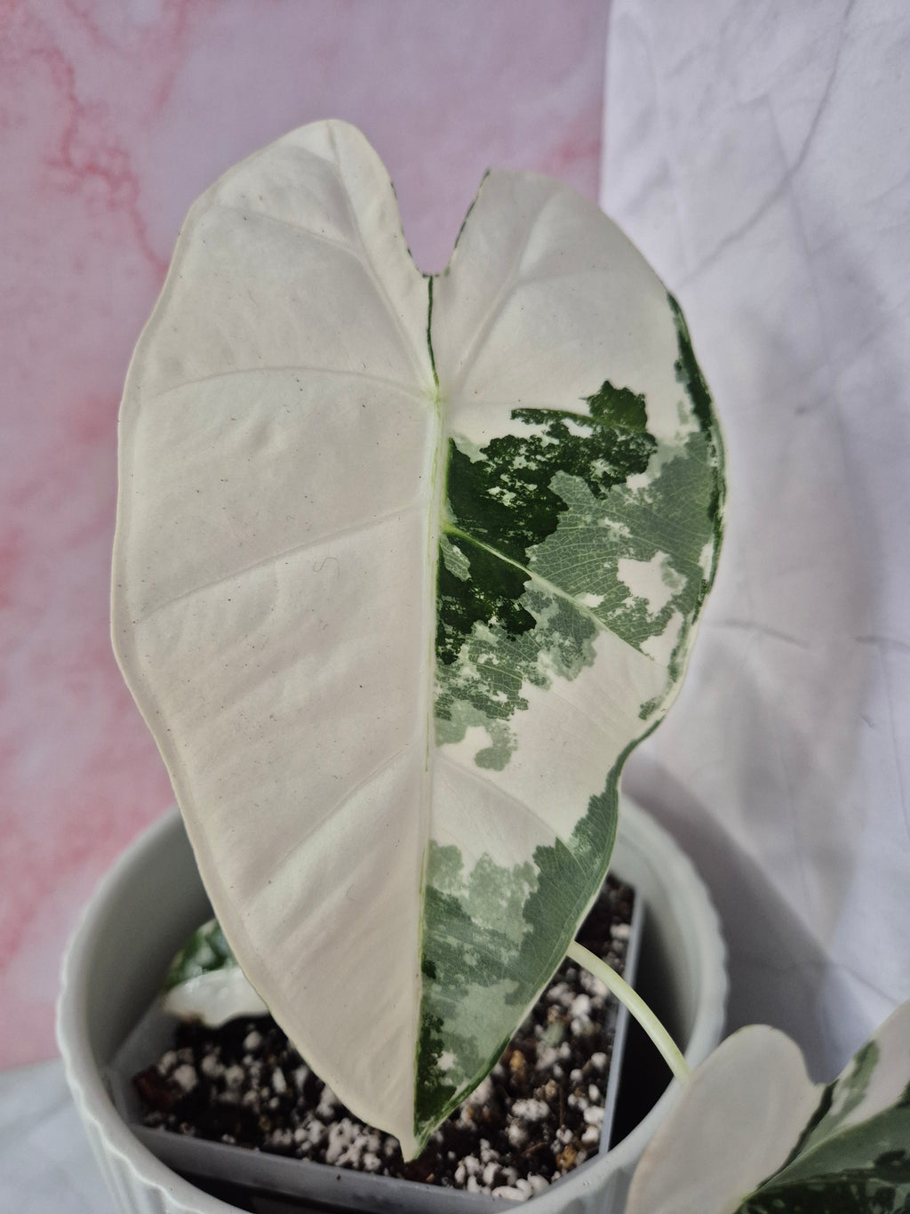 Alocasia Micholitziana Frydek Variegated #4