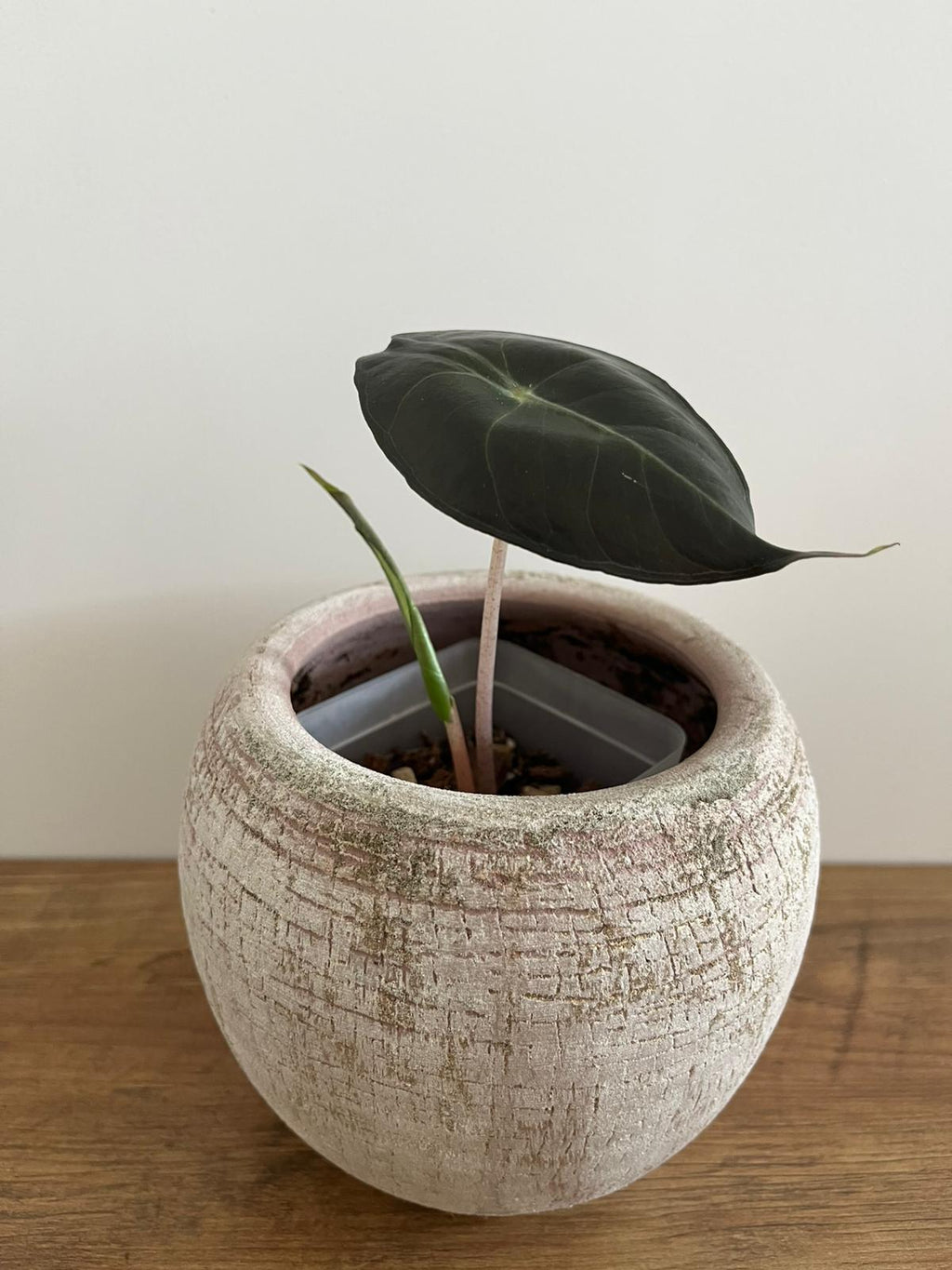 Alocasia Pink Dragon #4