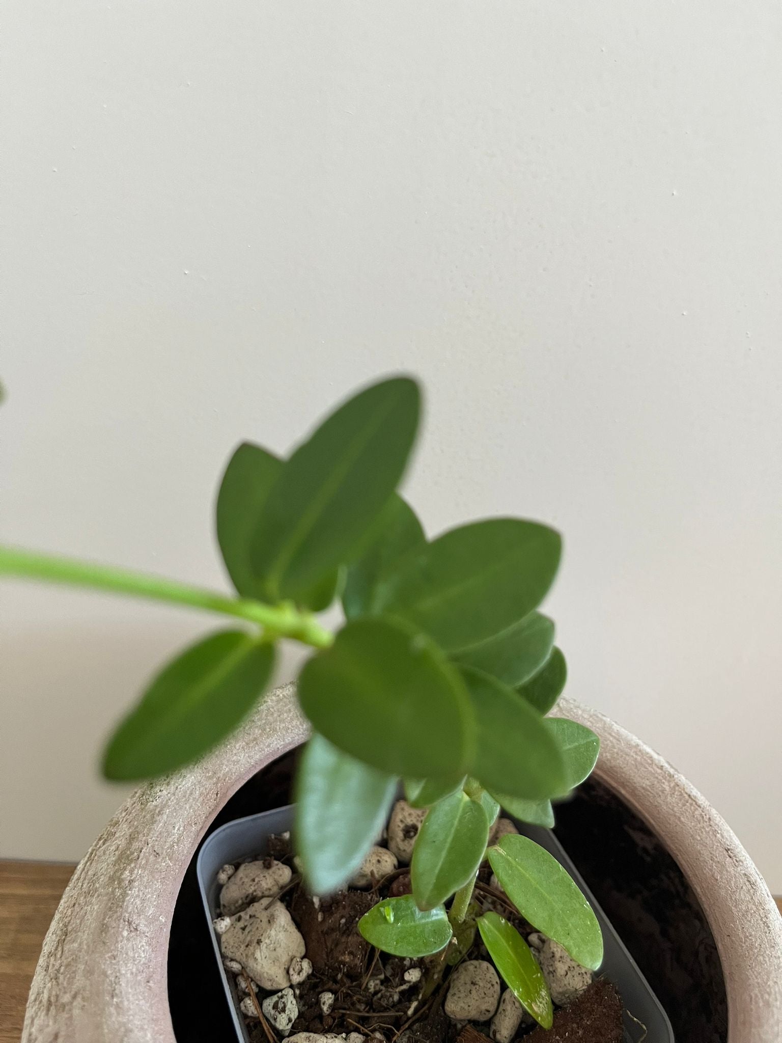 Hoya Cumingiana #1