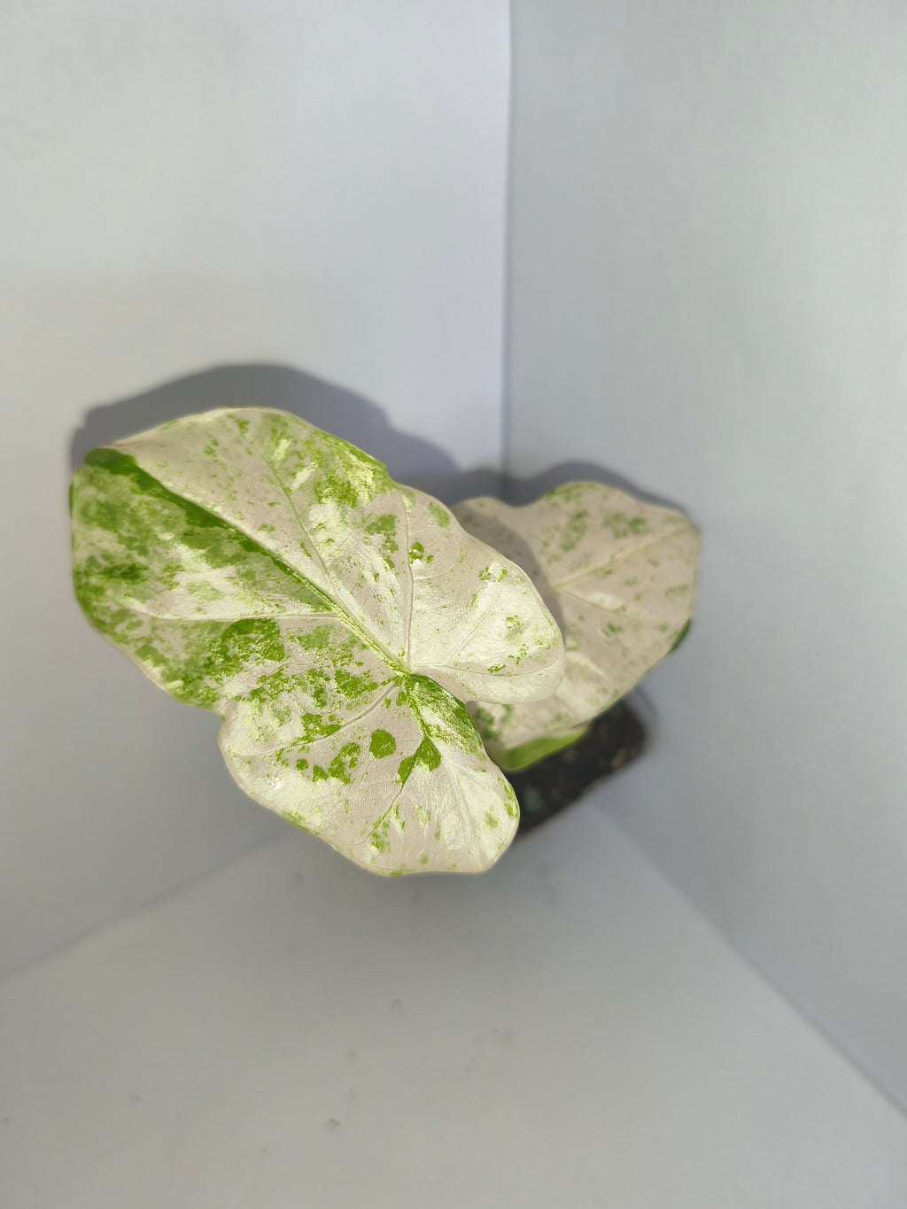 Alocasia Macrorrhiza splash #11