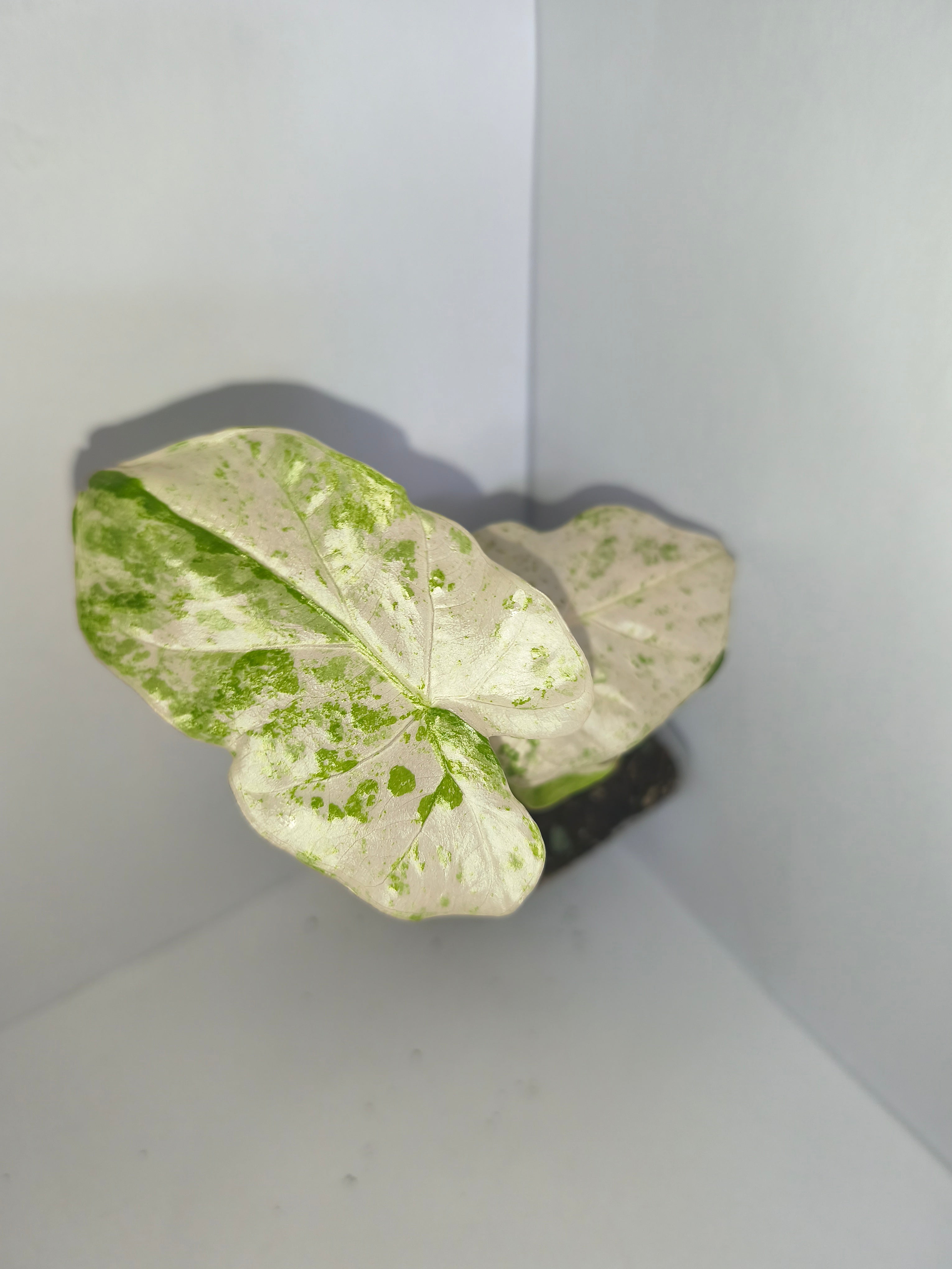 Alocasia Macrorrhiza splash #11