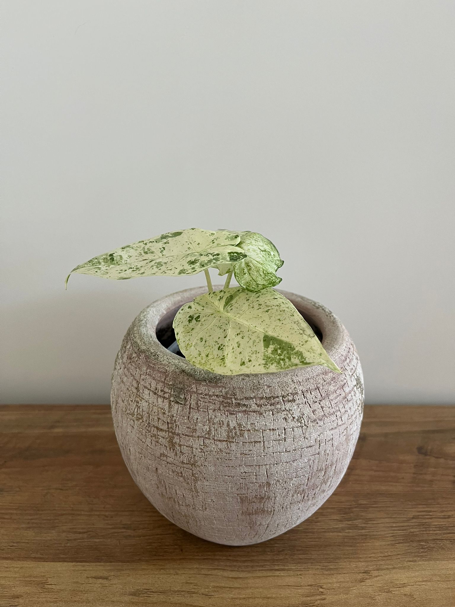 Alocasia Macrorrhiza splash #1
