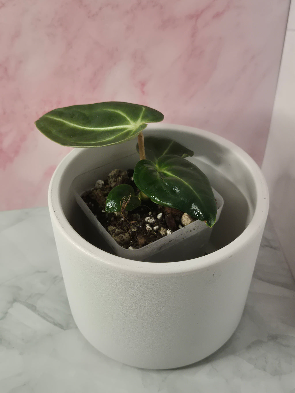 Anthurium Regale #14