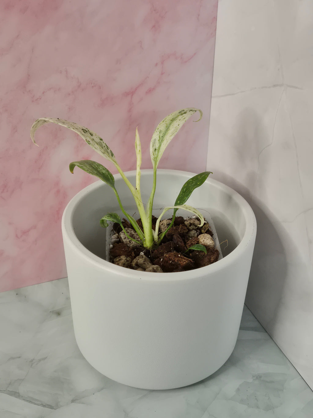 Rhaphidophora Puberula Variegata #20