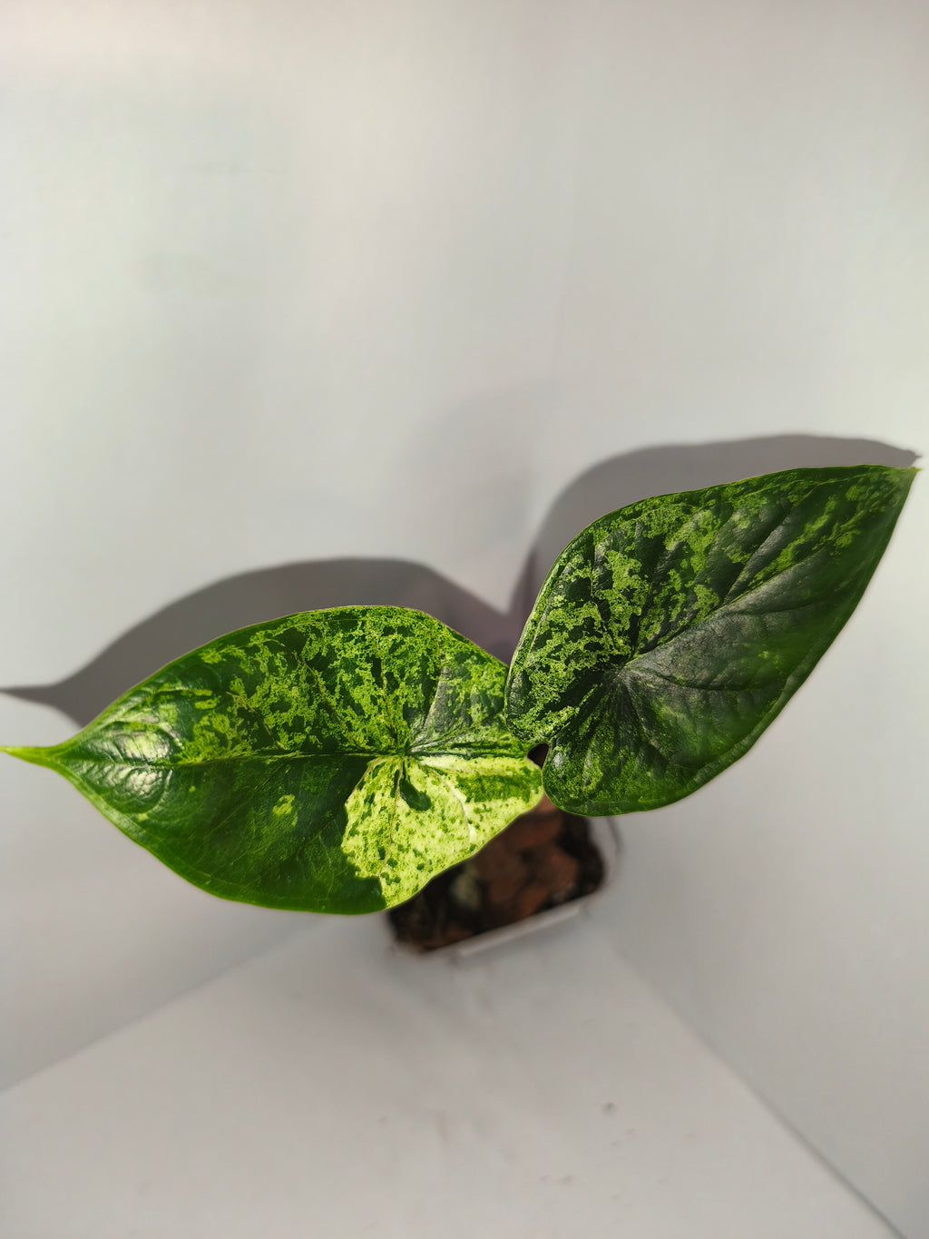 Alocasia Dragon Scale mint #7
