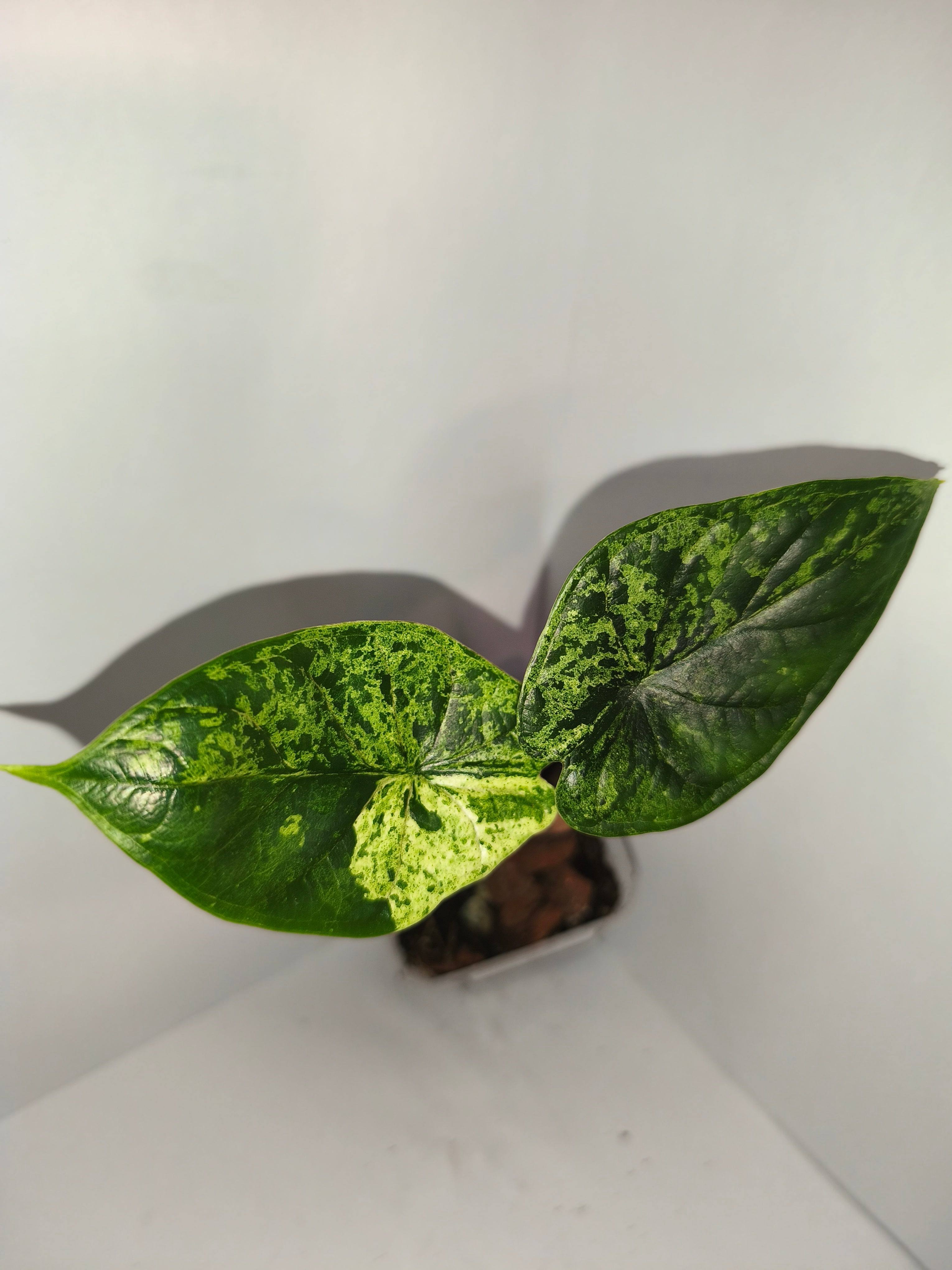 Alocasia Dragon Scale mint #7