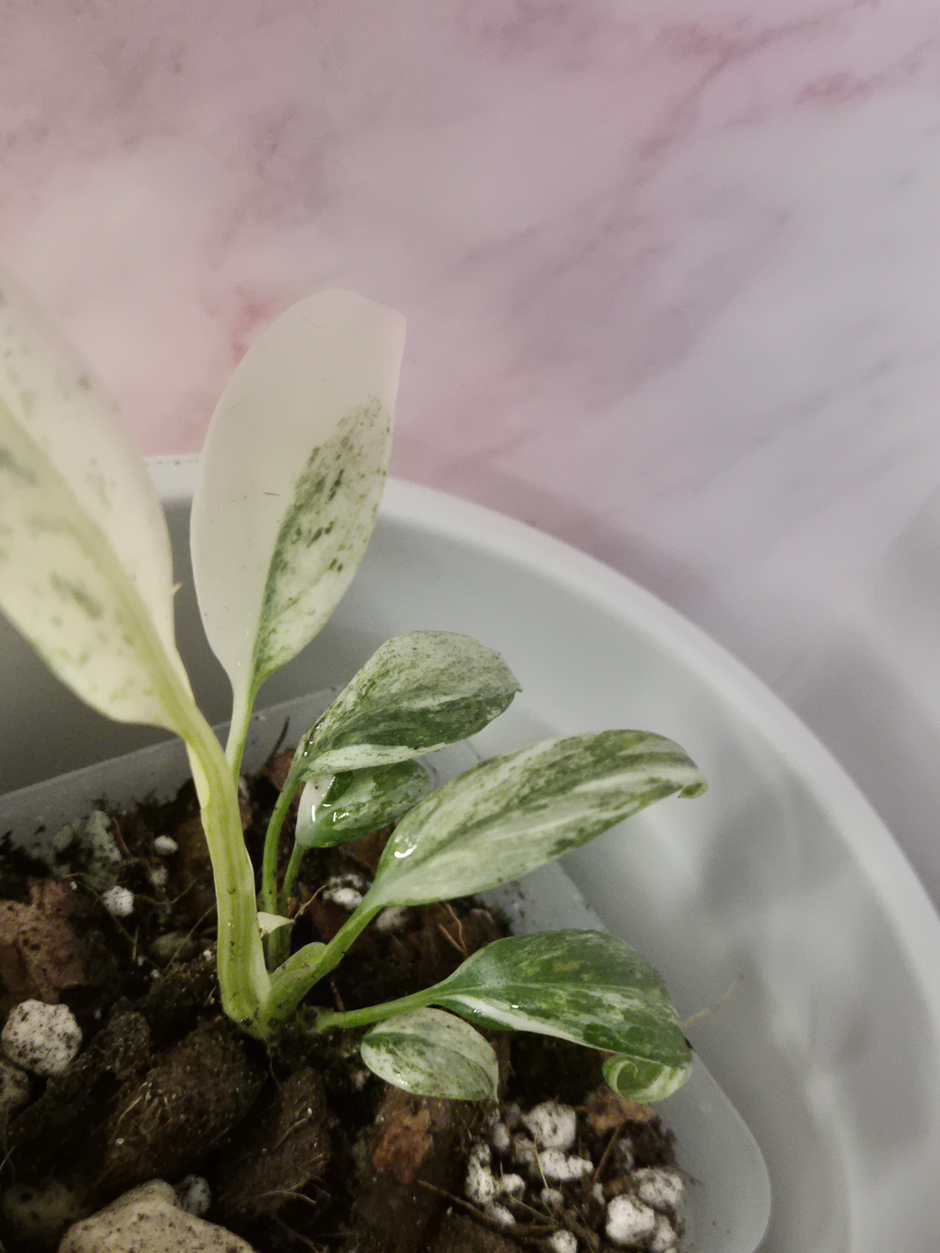 Rhaphidophora Puberula Variegata #1