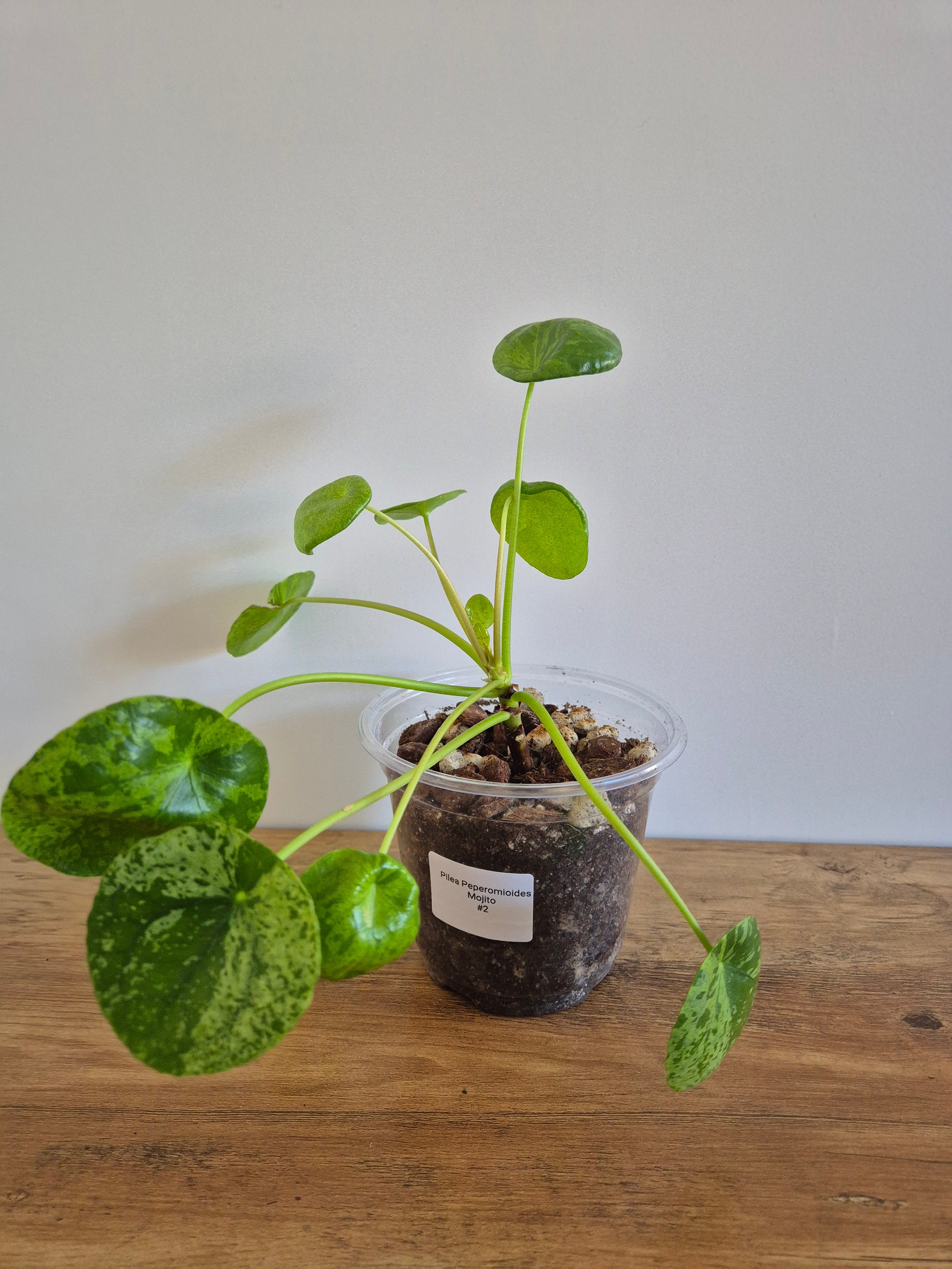 Pilea Peperomioides Mojito #2