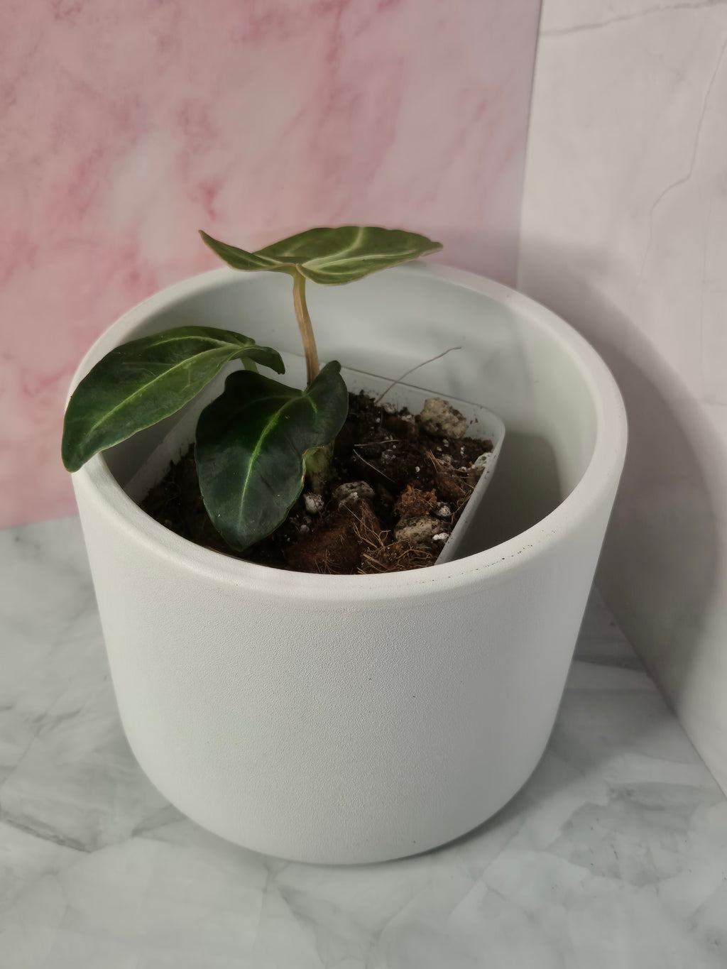 Anthurium Regale #12