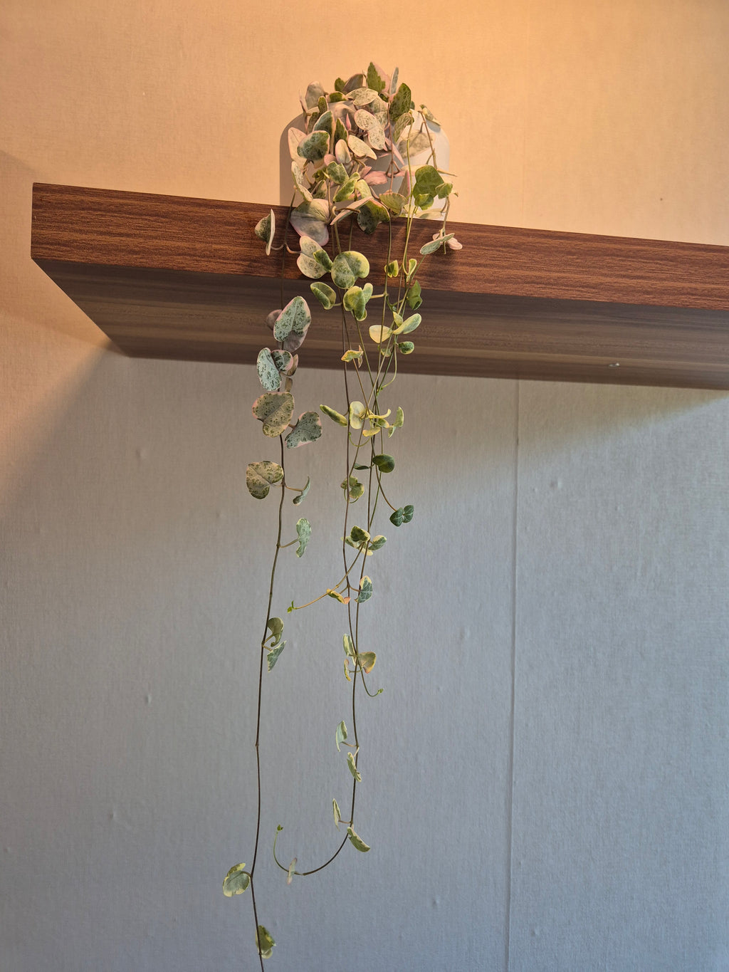 Ceropegia Woodii Variegata #2