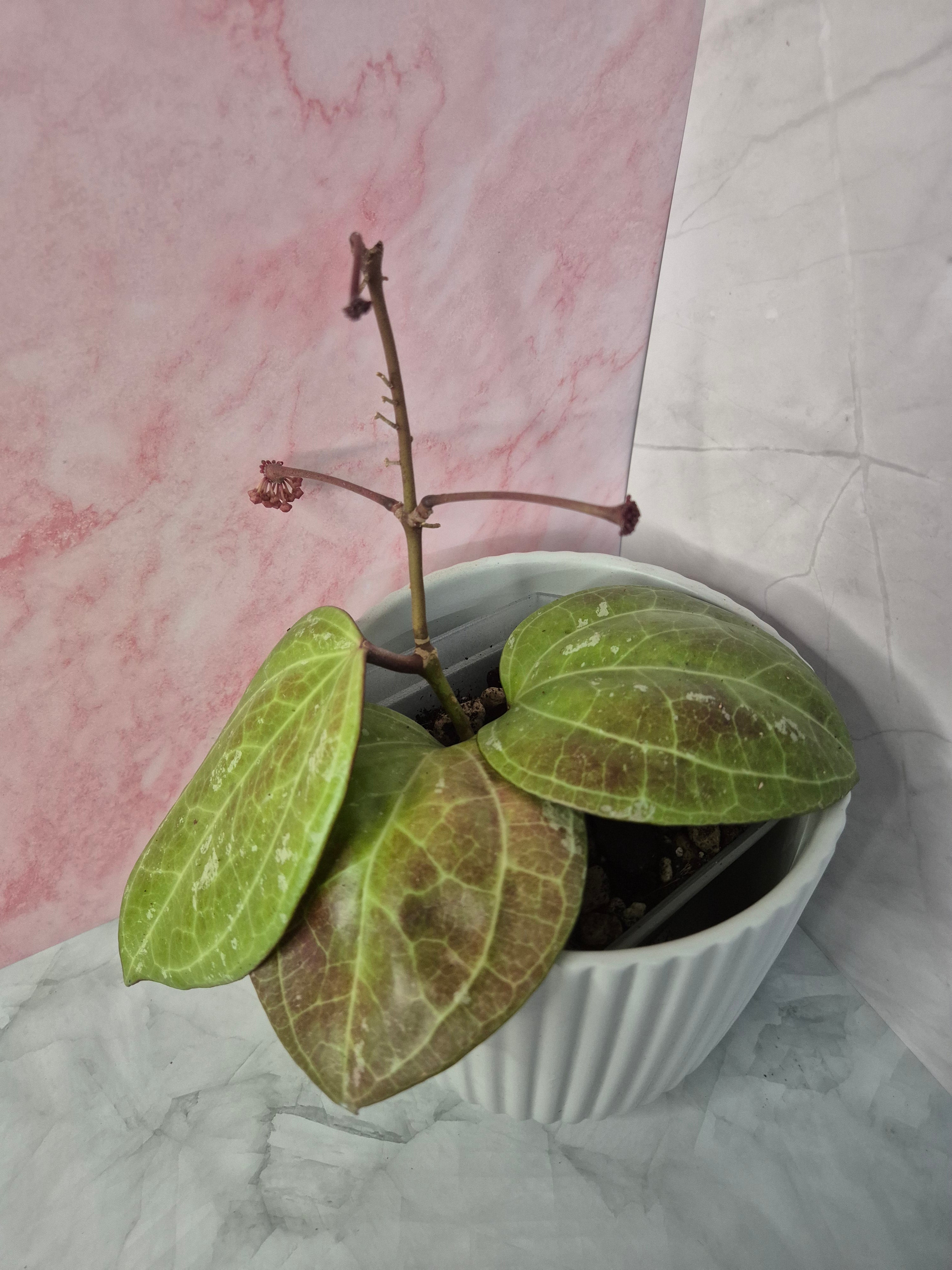 Hoya Sarawak Cream #4