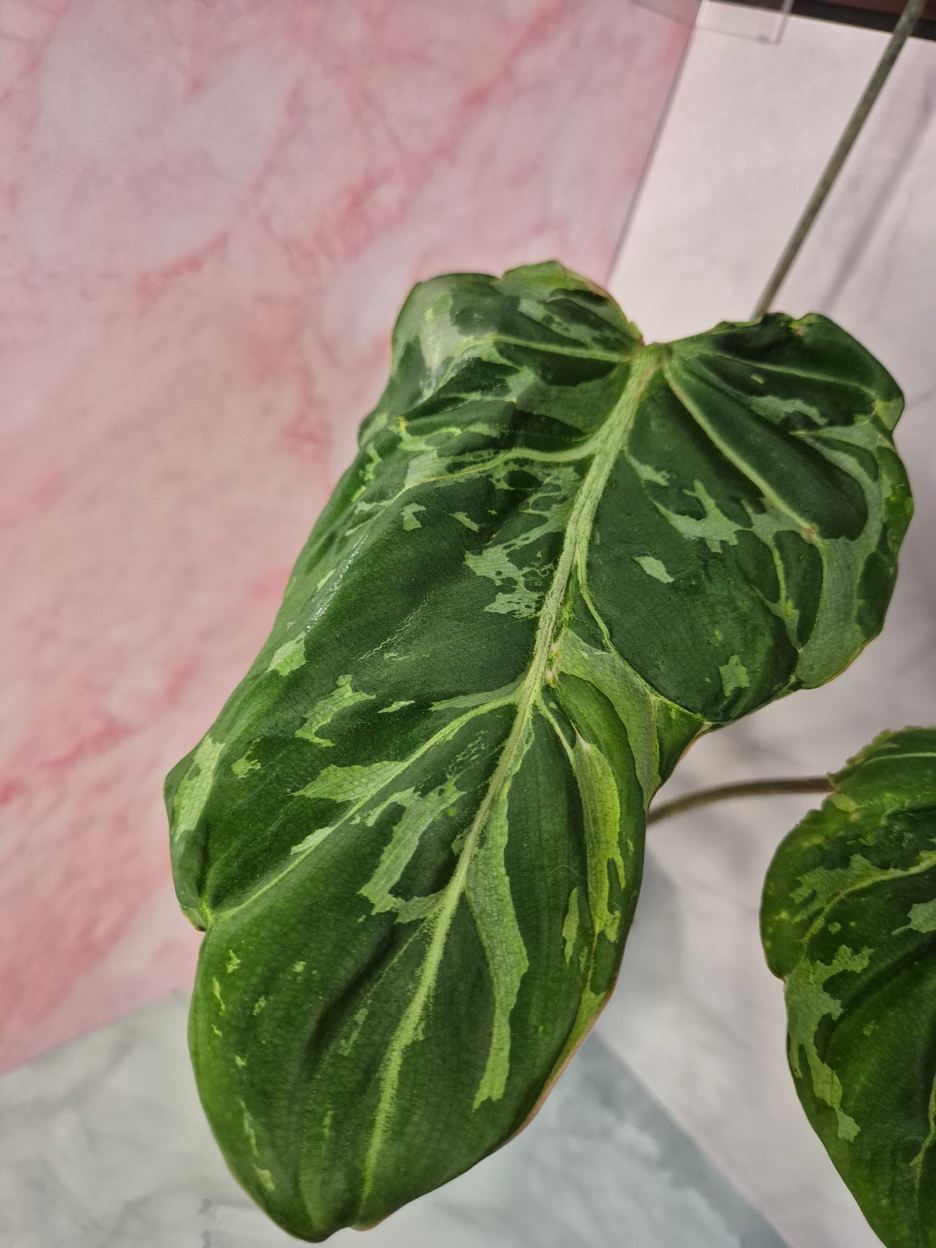Philodendron Gloriosum Snow Leopard #2
