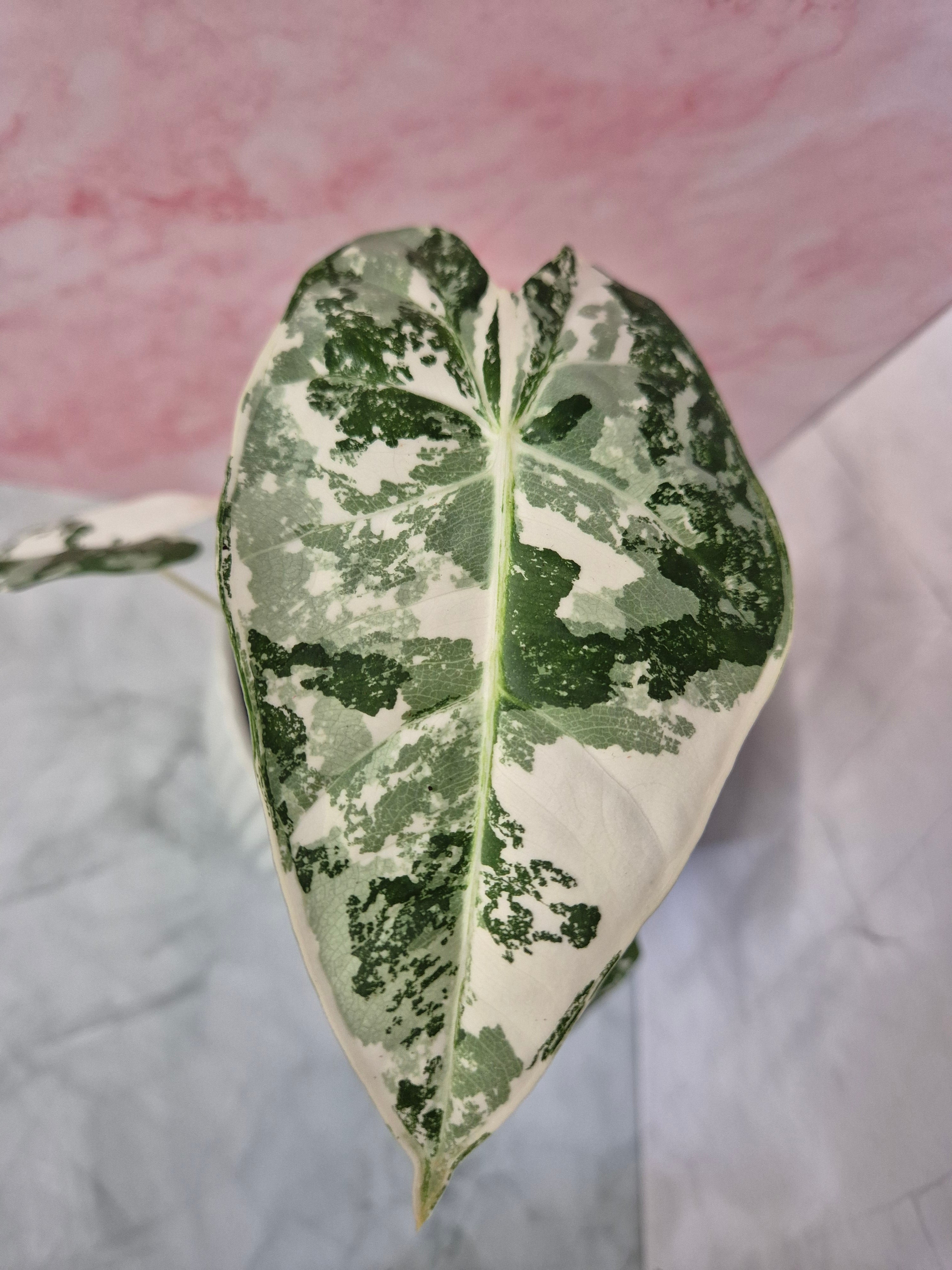 Alocasia Micholitziana Frydek Variegated #1