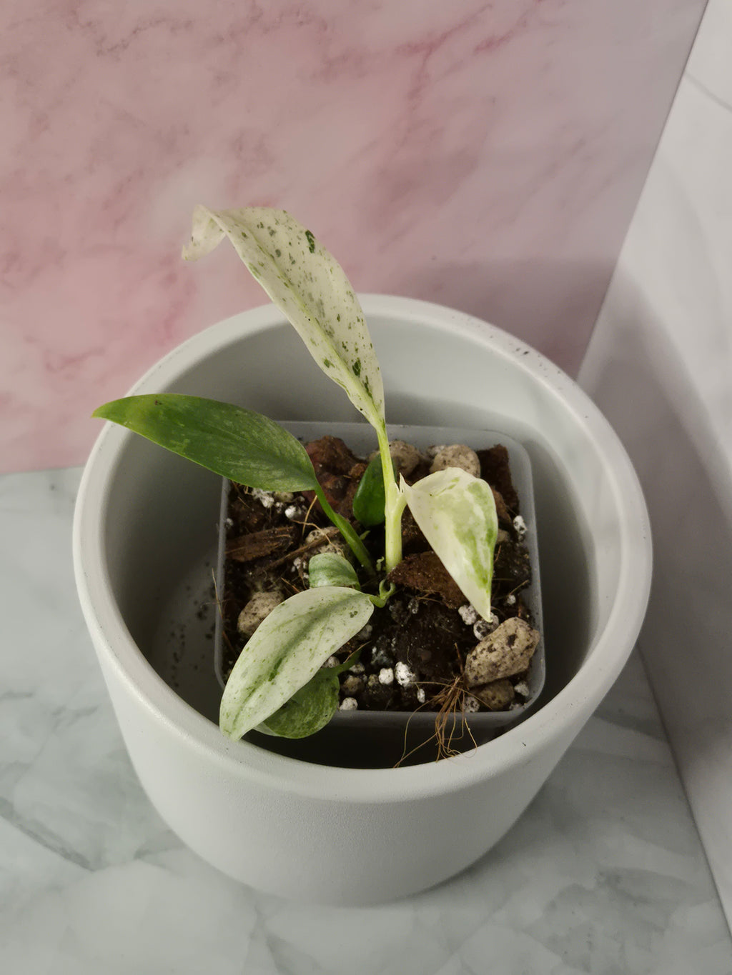 Rhaphidophora Puberula Variegata #2