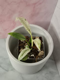 Rhaphidophora Puberula Variegata #2