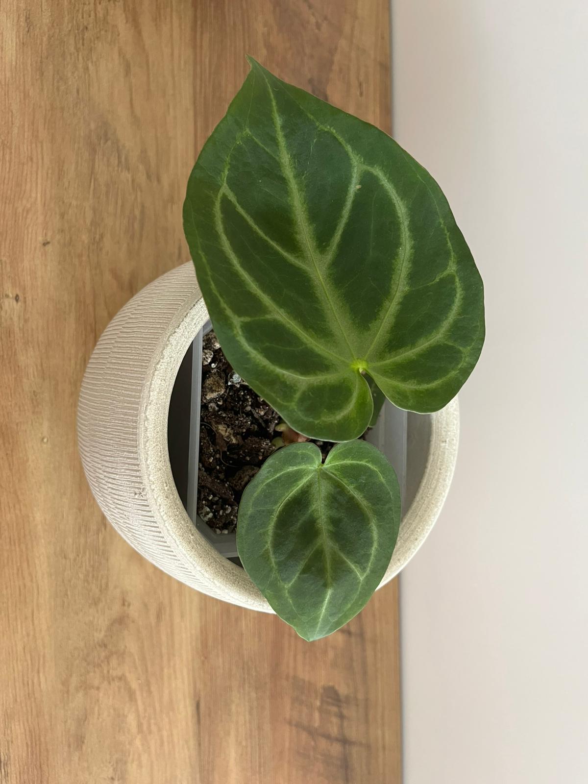Anthurium Crystallinum Nr. 3