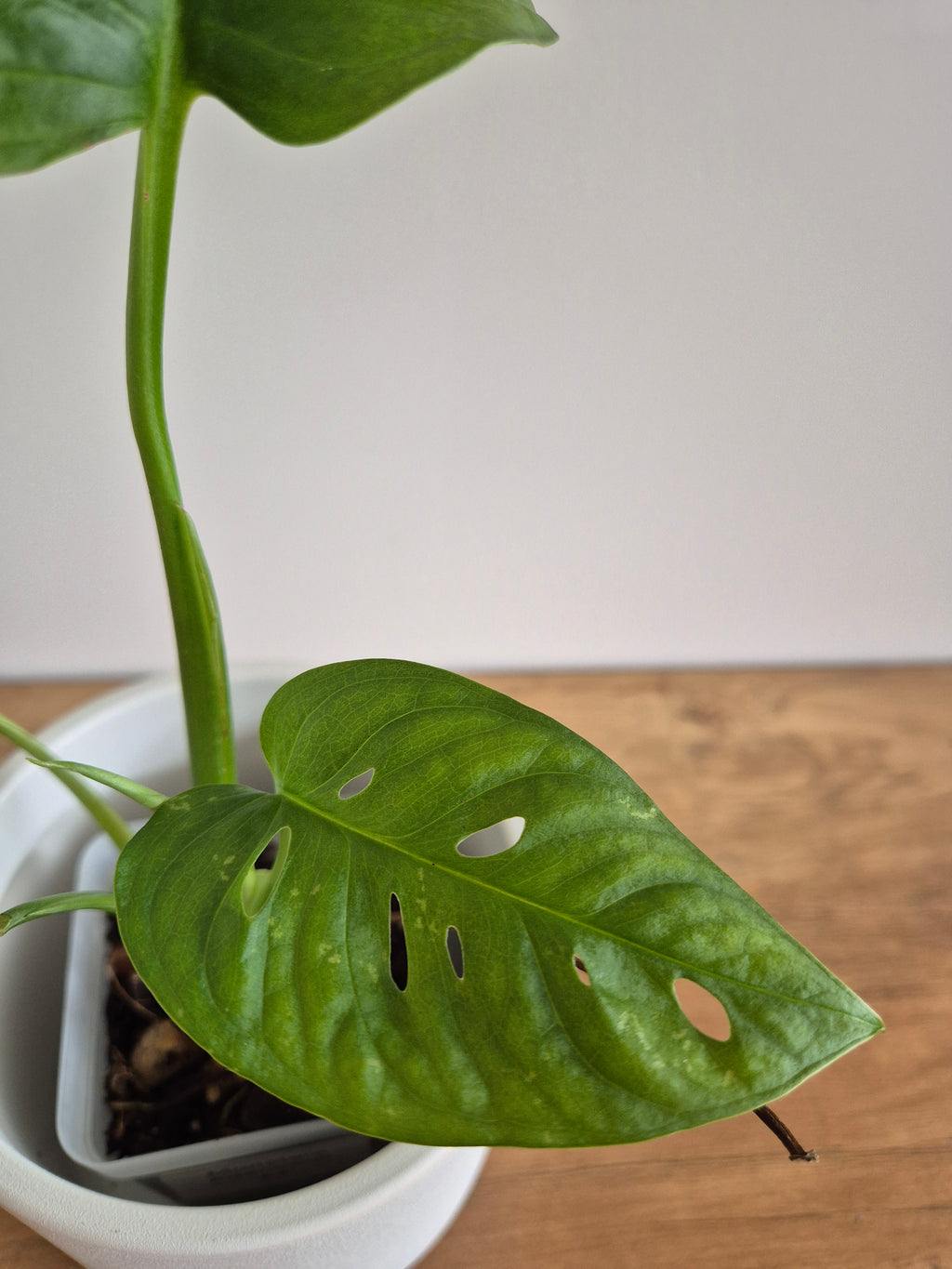 Monstera Adansonii #3